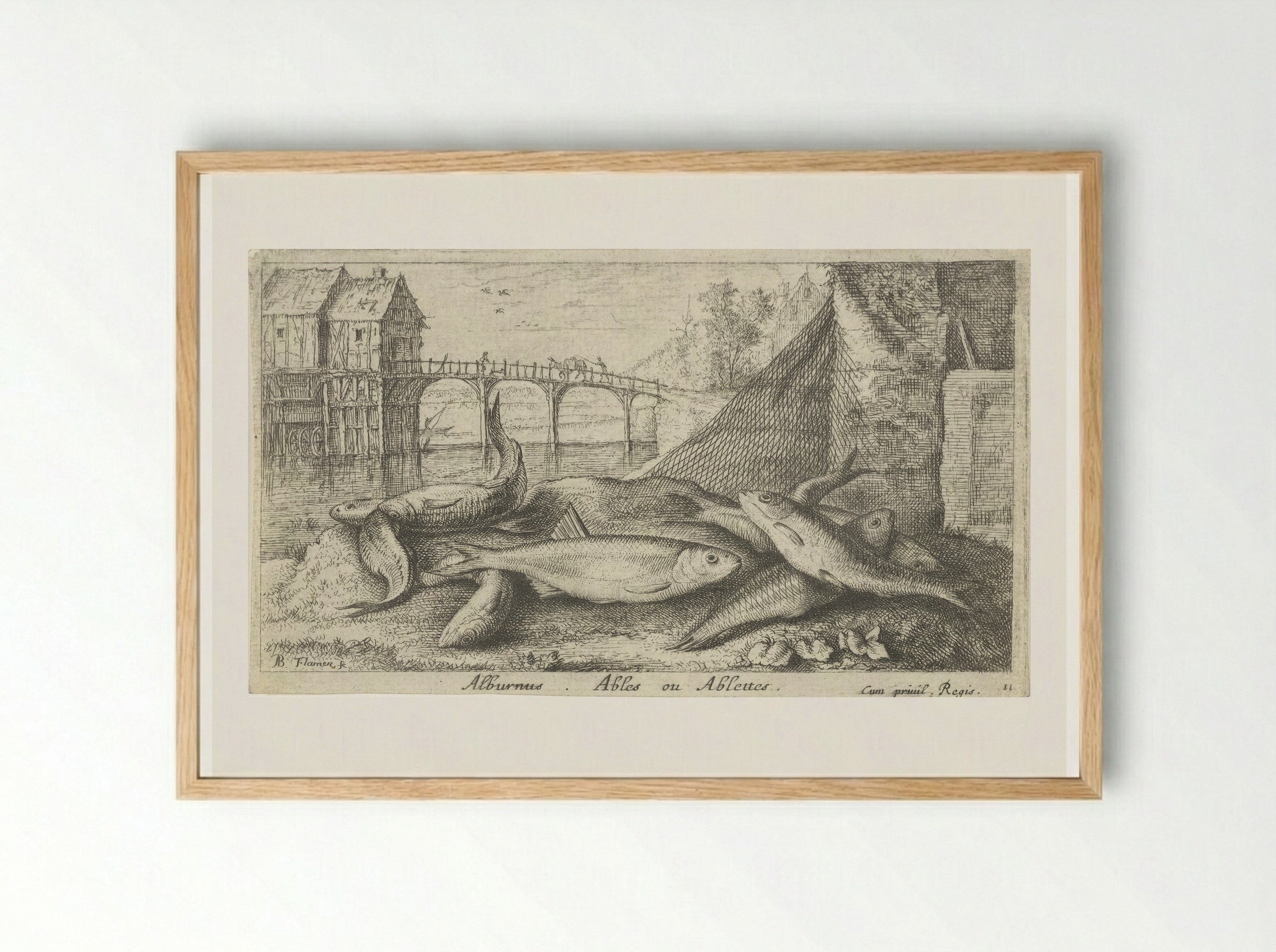 Alburnus, Ables ou Ablettes - Jacques van Merlen - Framed Print Wood