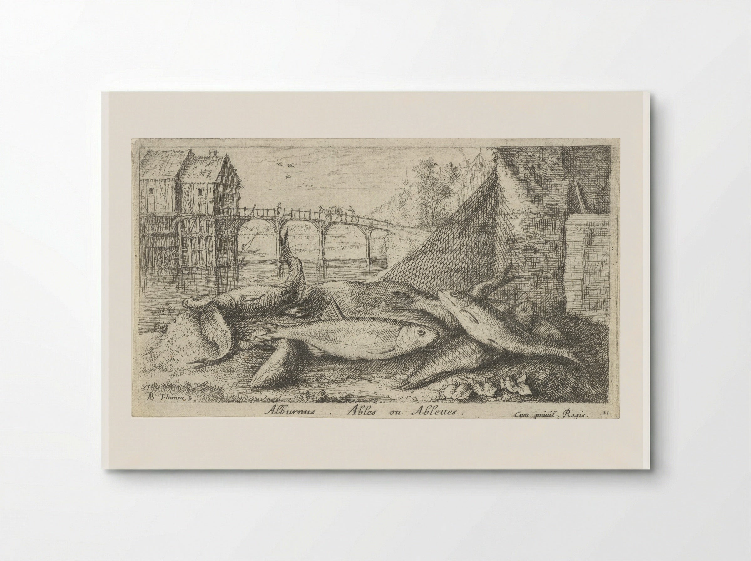 Alburnus, Ables ou Ablettes - Jacques van Merlen - Poster