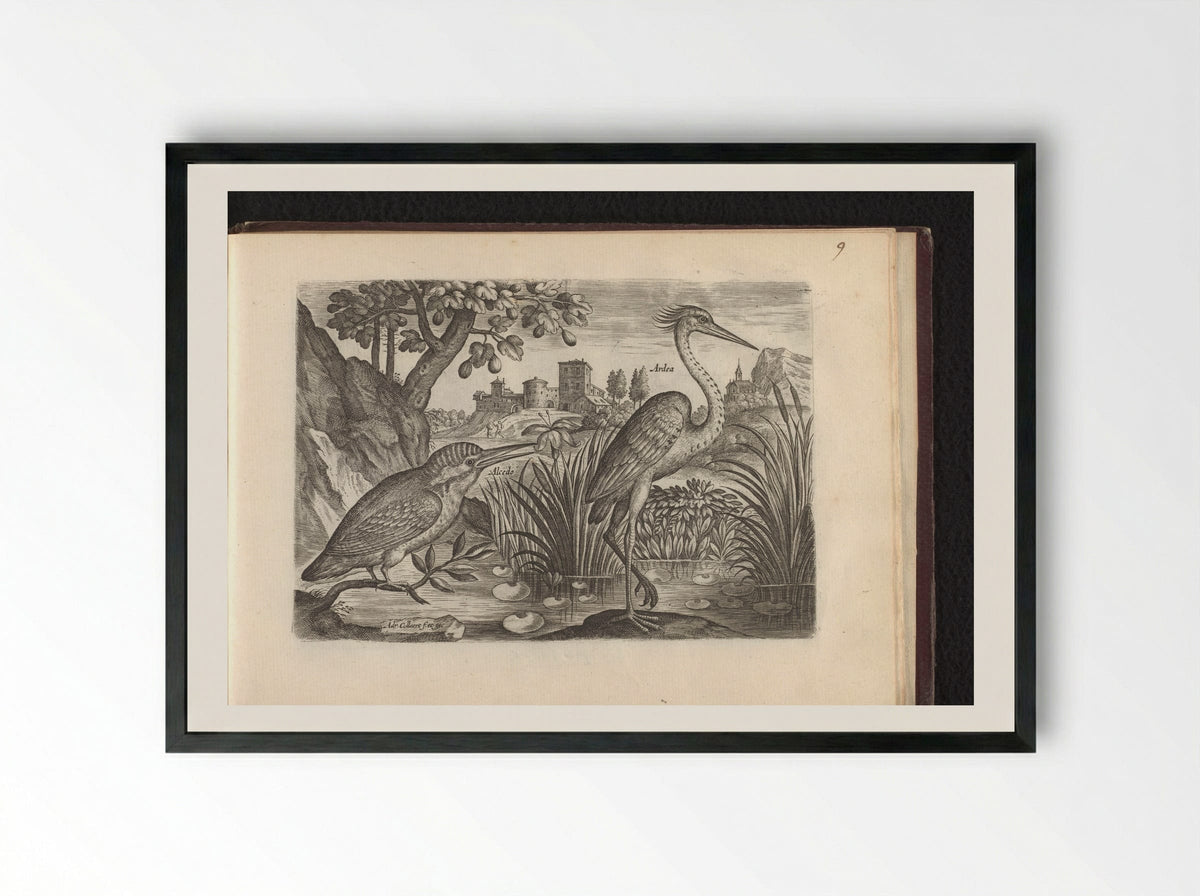 Alcedo (Kingfisher) and Ardea (Grey Heron) - Adriaen Collaert - Framed Print Black