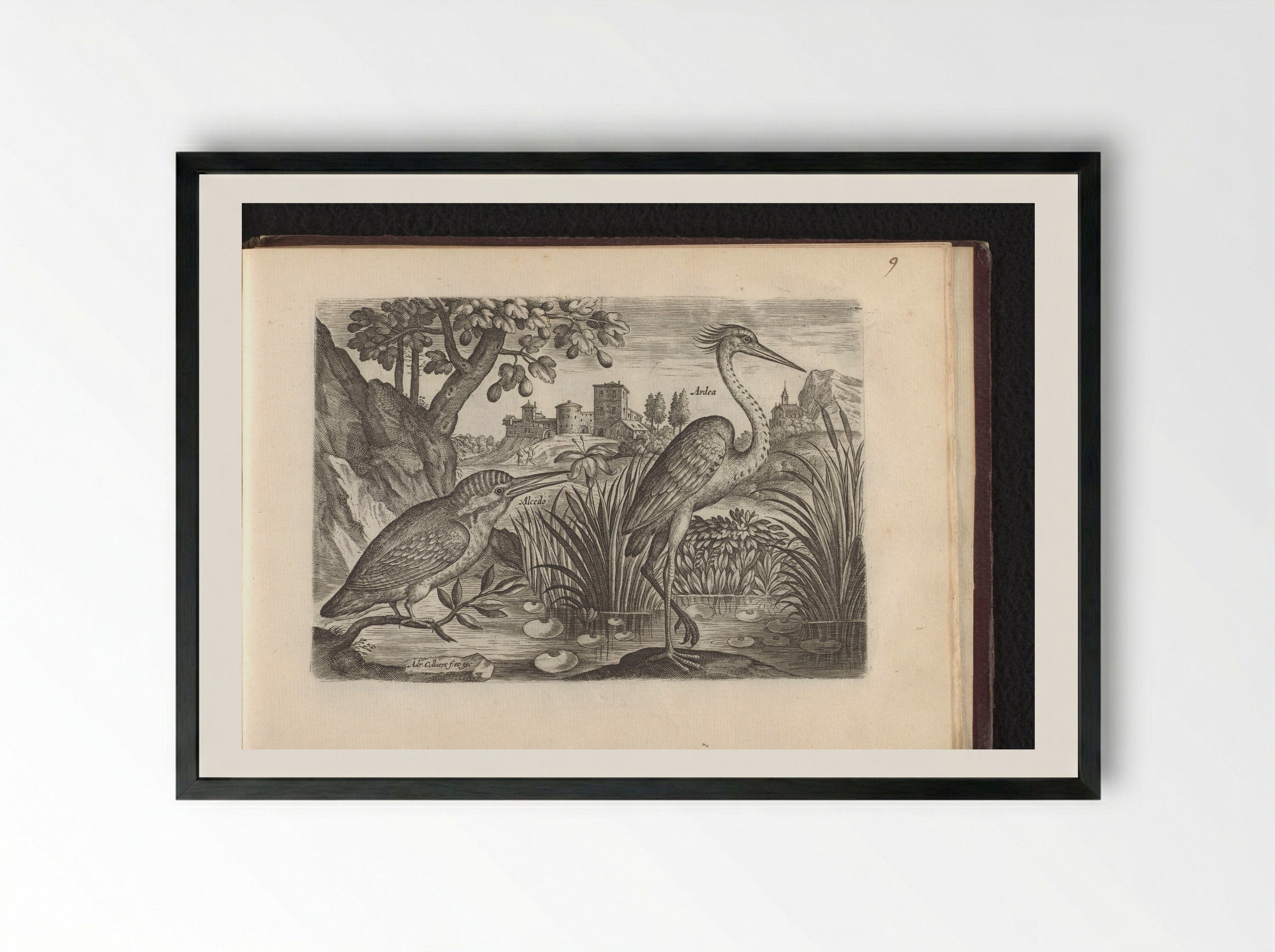 Alcedo (Kingfisher) and Ardea (Grey Heron) - Adriaen Collaert - Framed Print Black