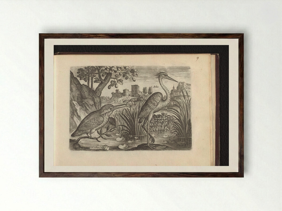 Alcedo (Kingfisher) and Ardea (Grey Heron) - Adriaen Collaert - Framed Print Dark Wood