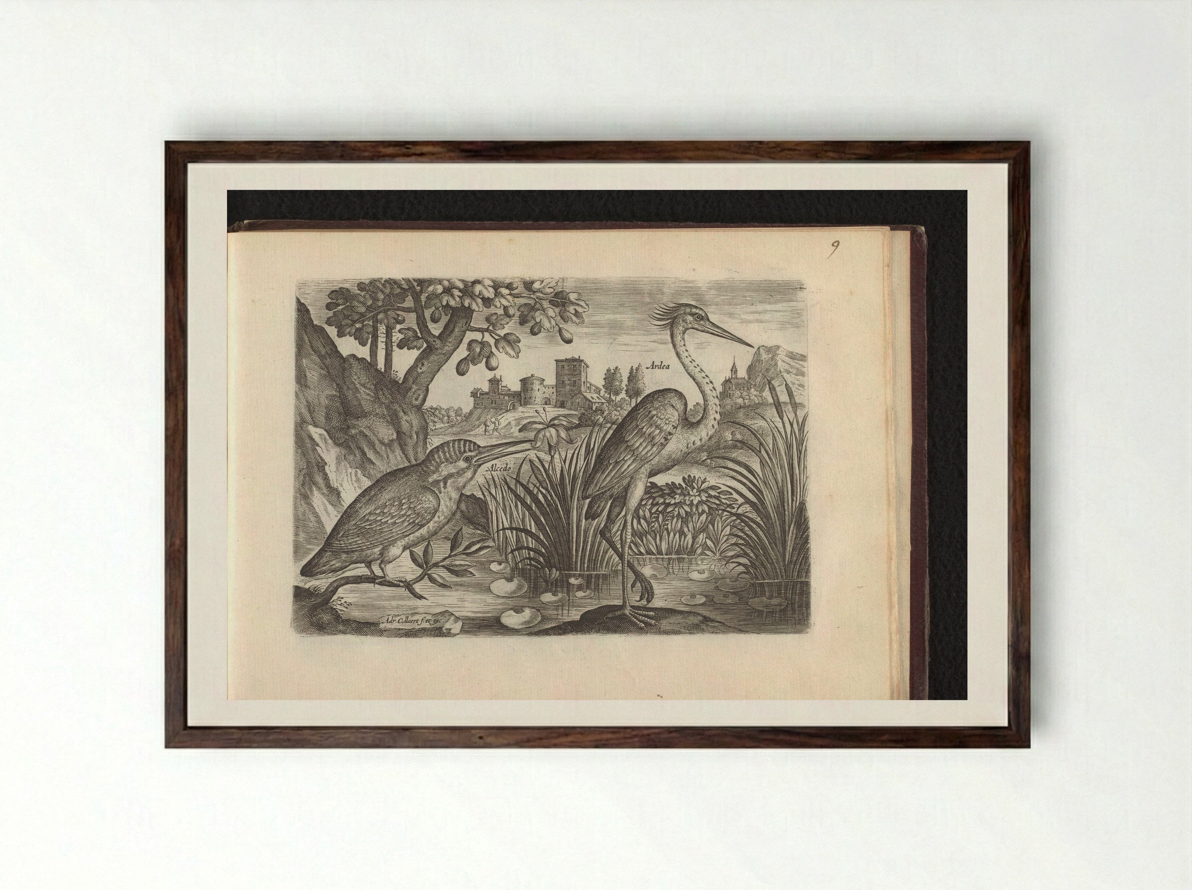 Alcedo (Kingfisher) and Ardea (Grey Heron) - Adriaen Collaert - Framed Print Dark Wood