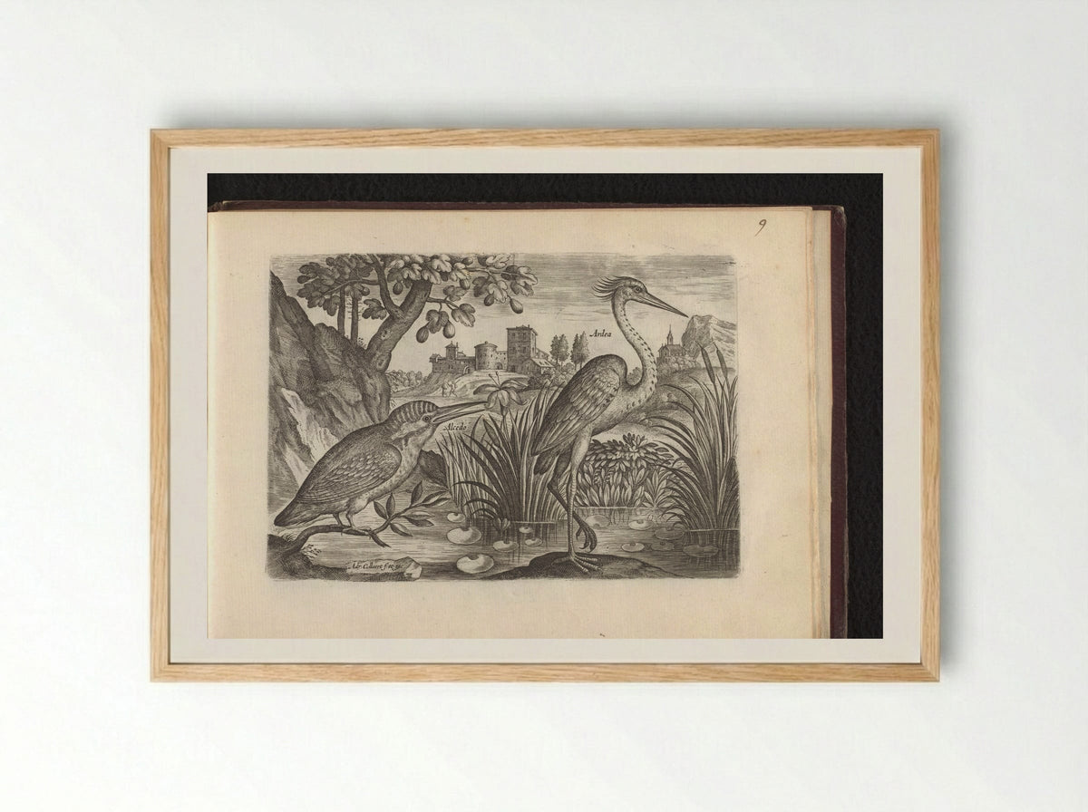 Alcedo (Kingfisher) and Ardea (Grey Heron) - Adriaen Collaert - Framed Print Wood