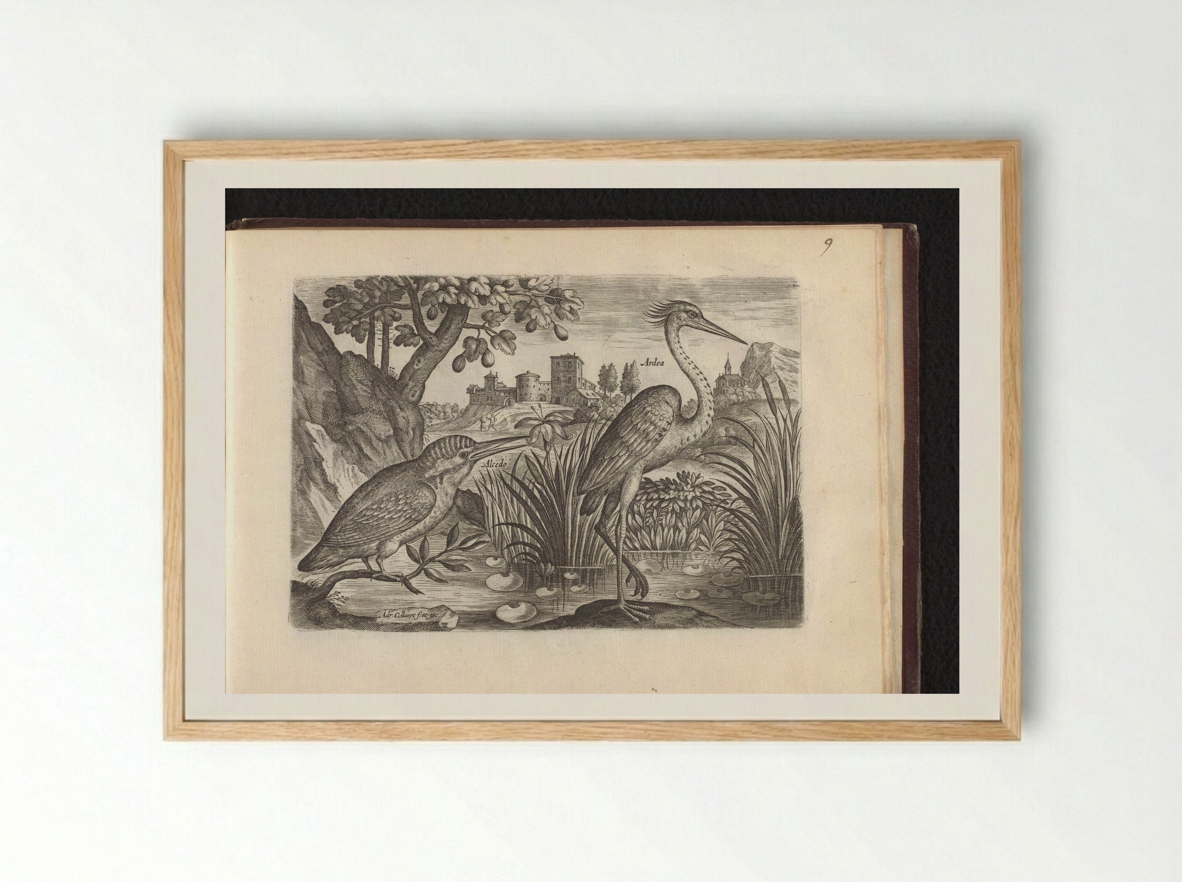 Alcedo (Kingfisher) and Ardea (Grey Heron) - Adriaen Collaert - Framed Print Wood