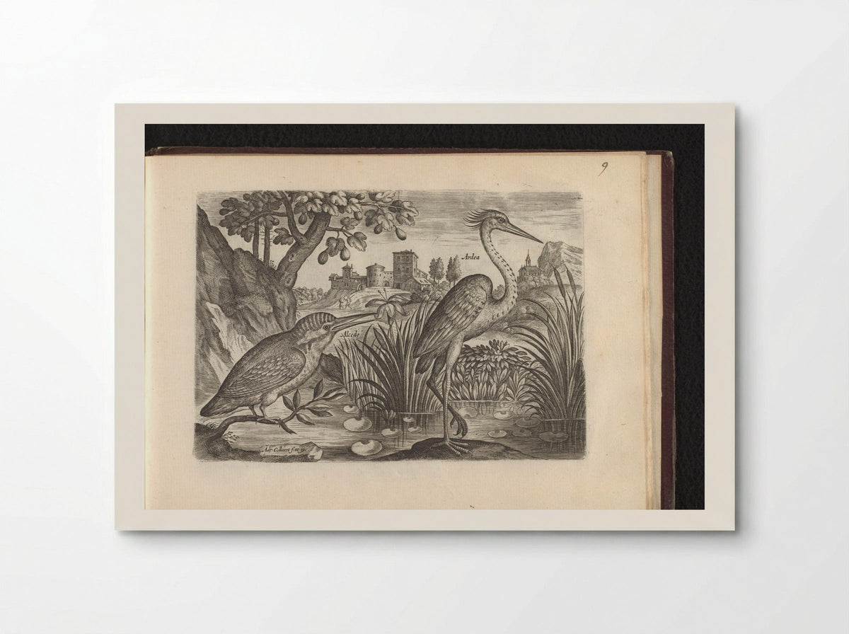 Alcedo (Kingfisher) and Ardea (Grey Heron) - Adriaen Collaert - Poster