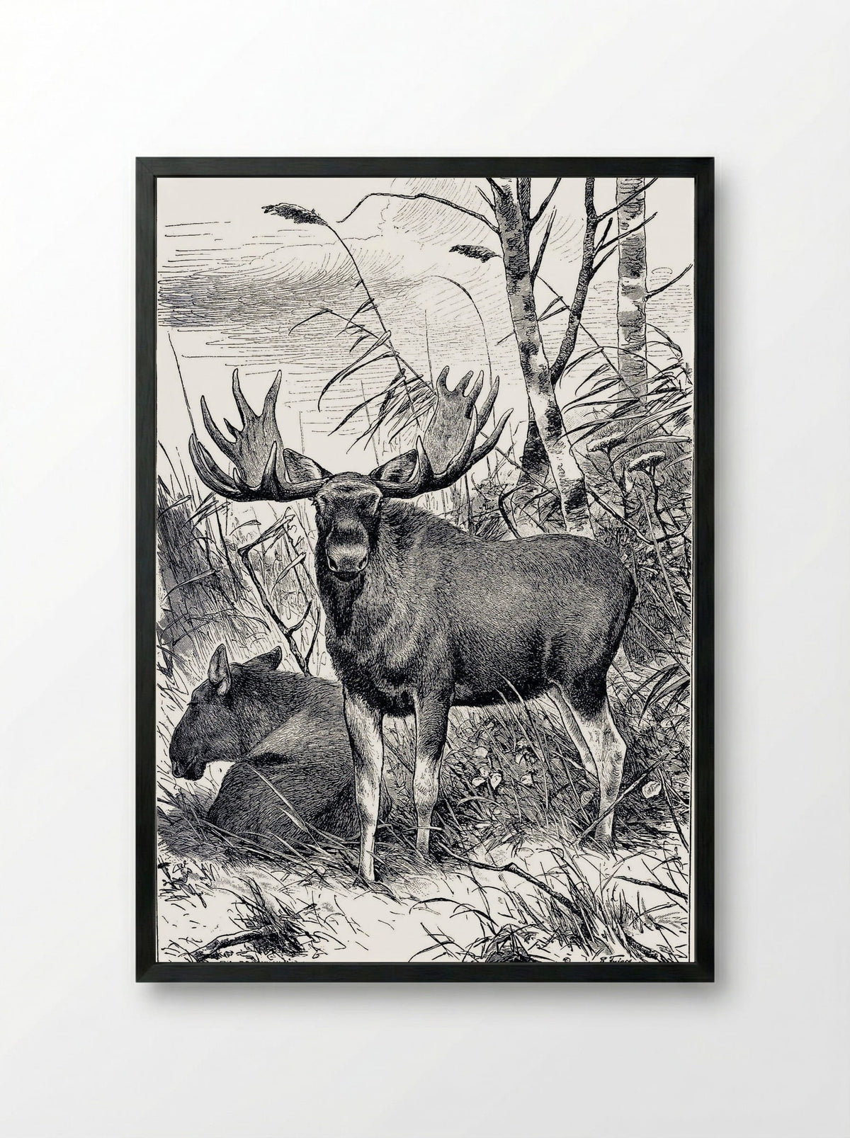 Alces alces (Moose in a Clearing) - Richard Friese - Framed Print Black