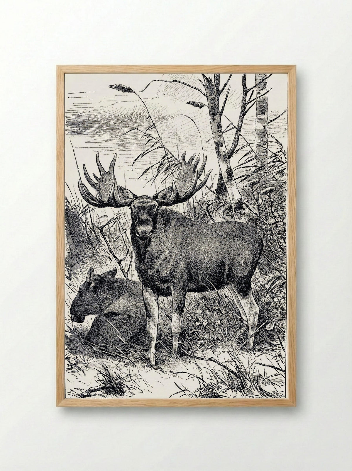Alces alces (Moose in a Clearing) - Richard Friese - Framed Print Wood