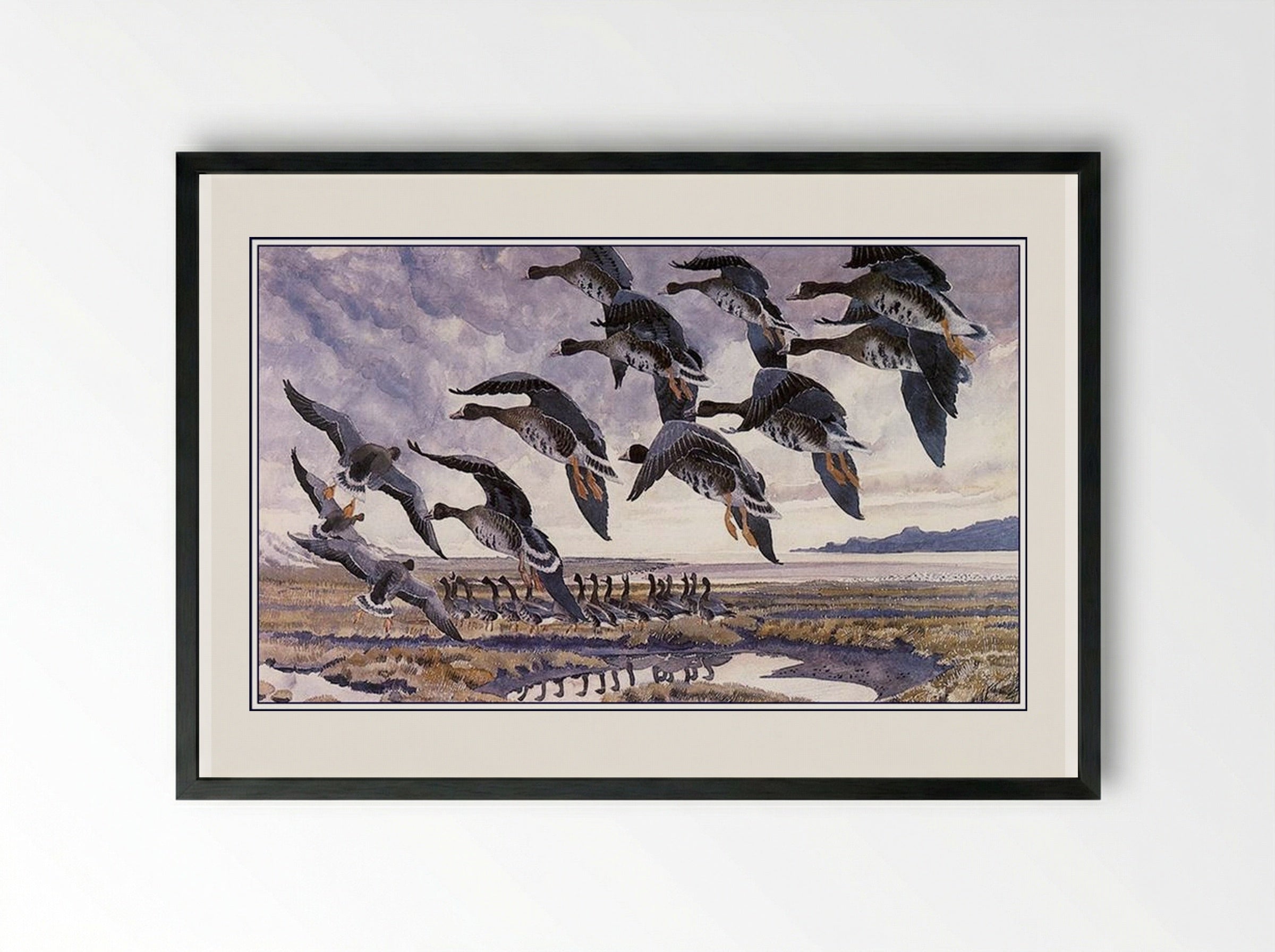 Alighting Whitefronts - Charles Tunnicliffe - Framed Print Black