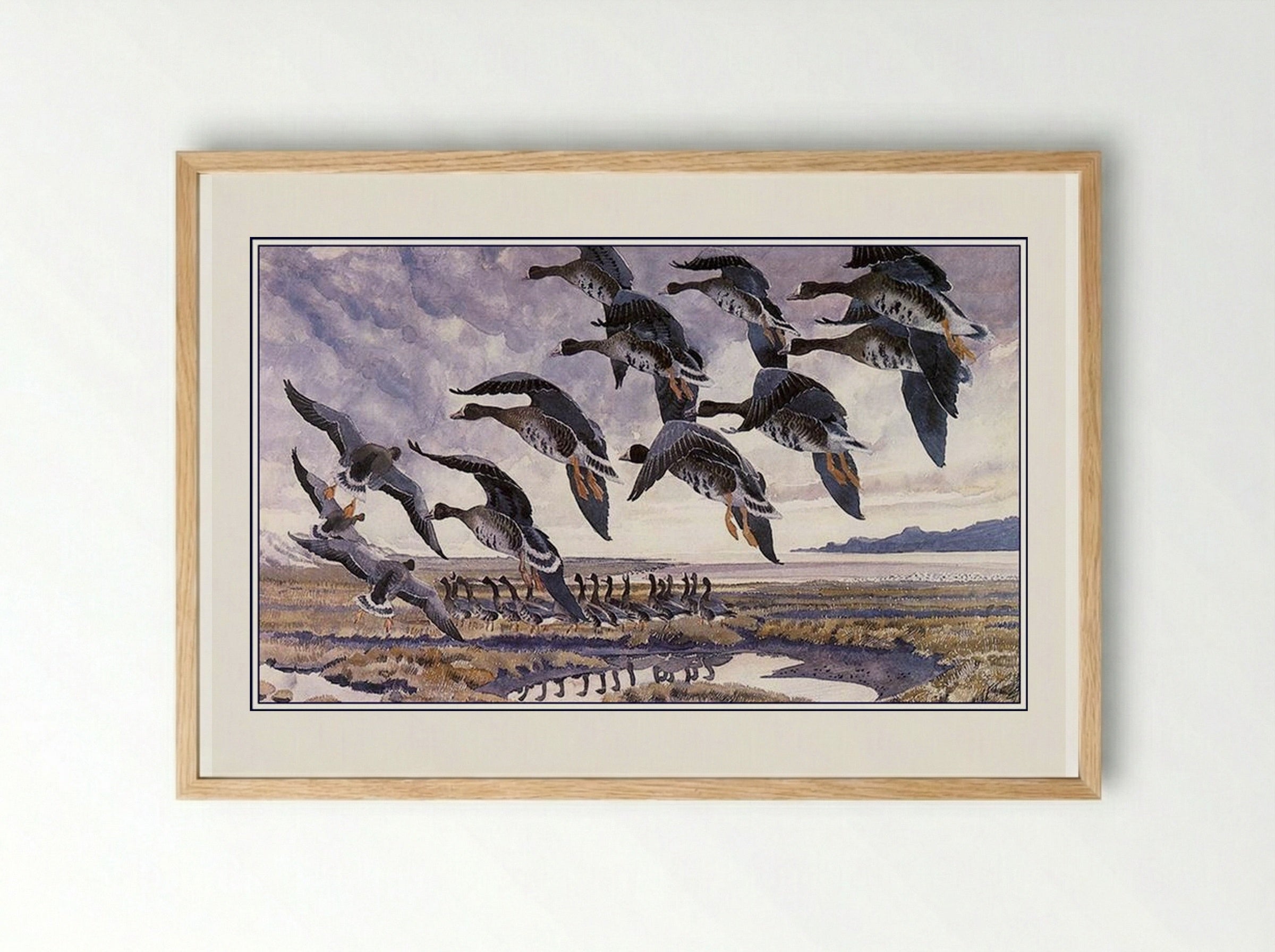 Alighting Whitefronts - Charles Tunnicliffe - Framed Print Wood