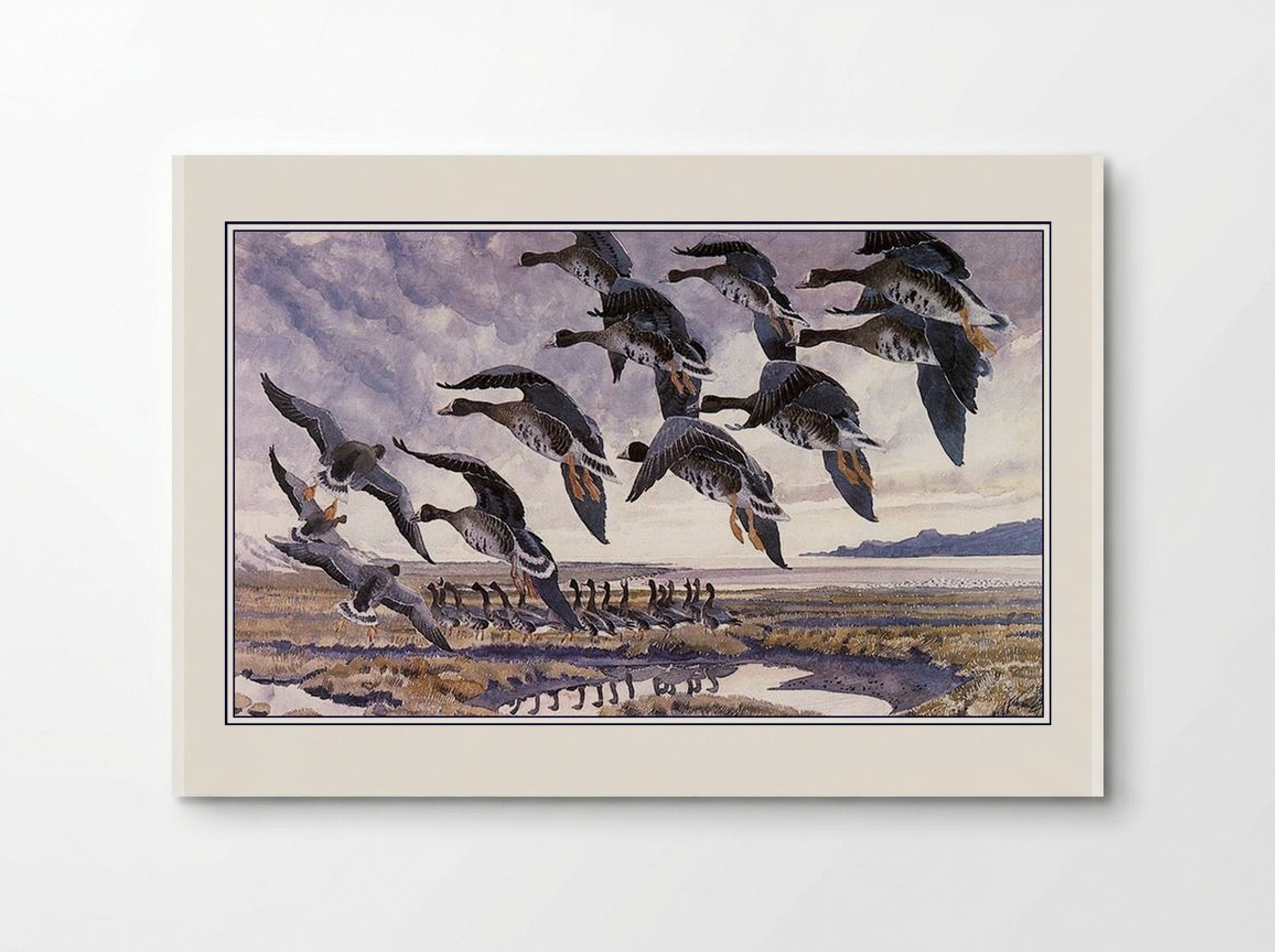 Alighting Whitefronts - Charles Tunnicliffe - Poster
