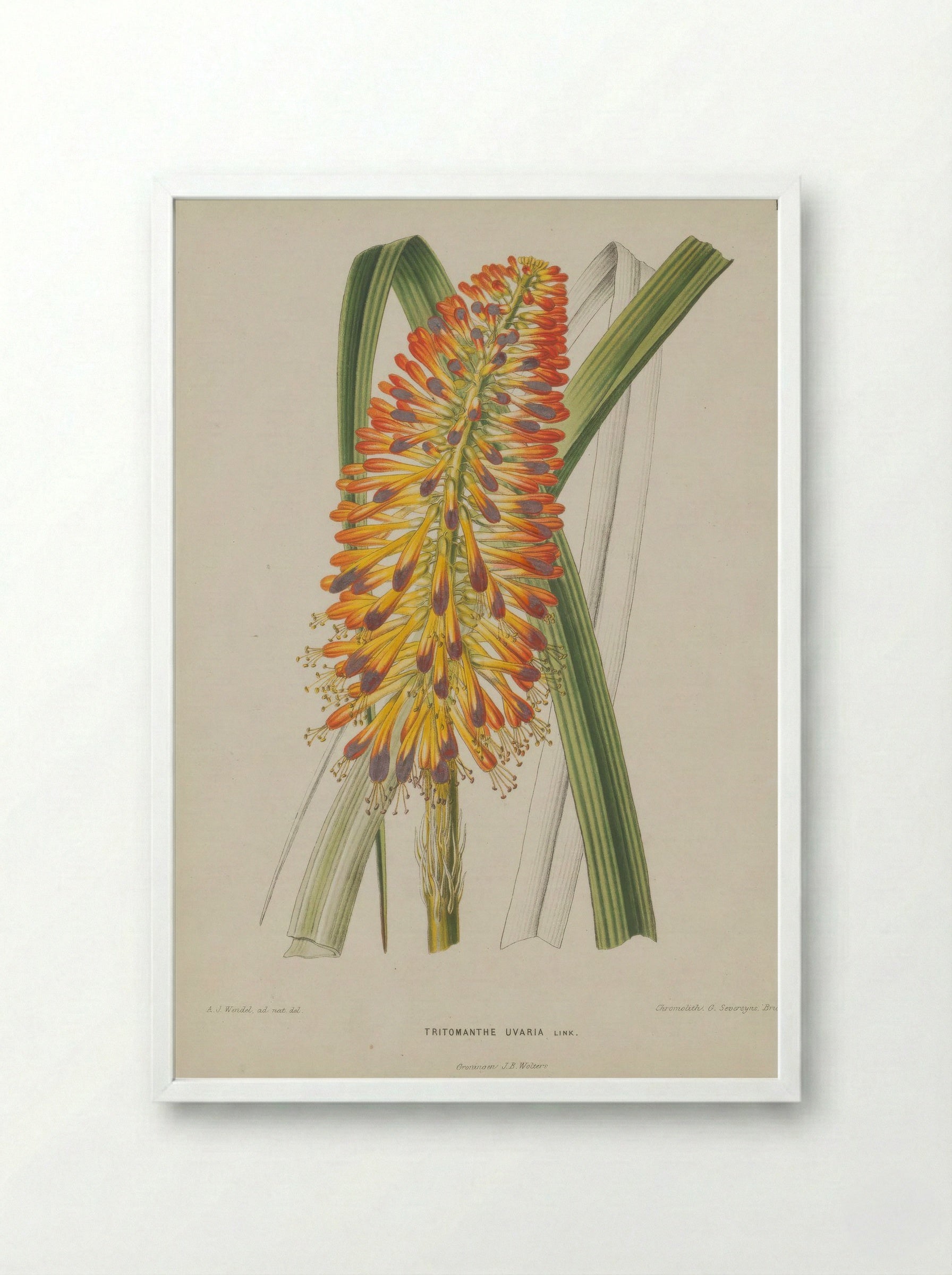 Aloe Uvaria L. - A. J. Wendel - Framed Print White