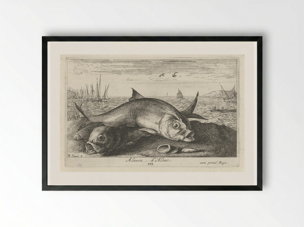 Alosa (Two Shad on the Shore) - Albert Flamen - Framed Print Black