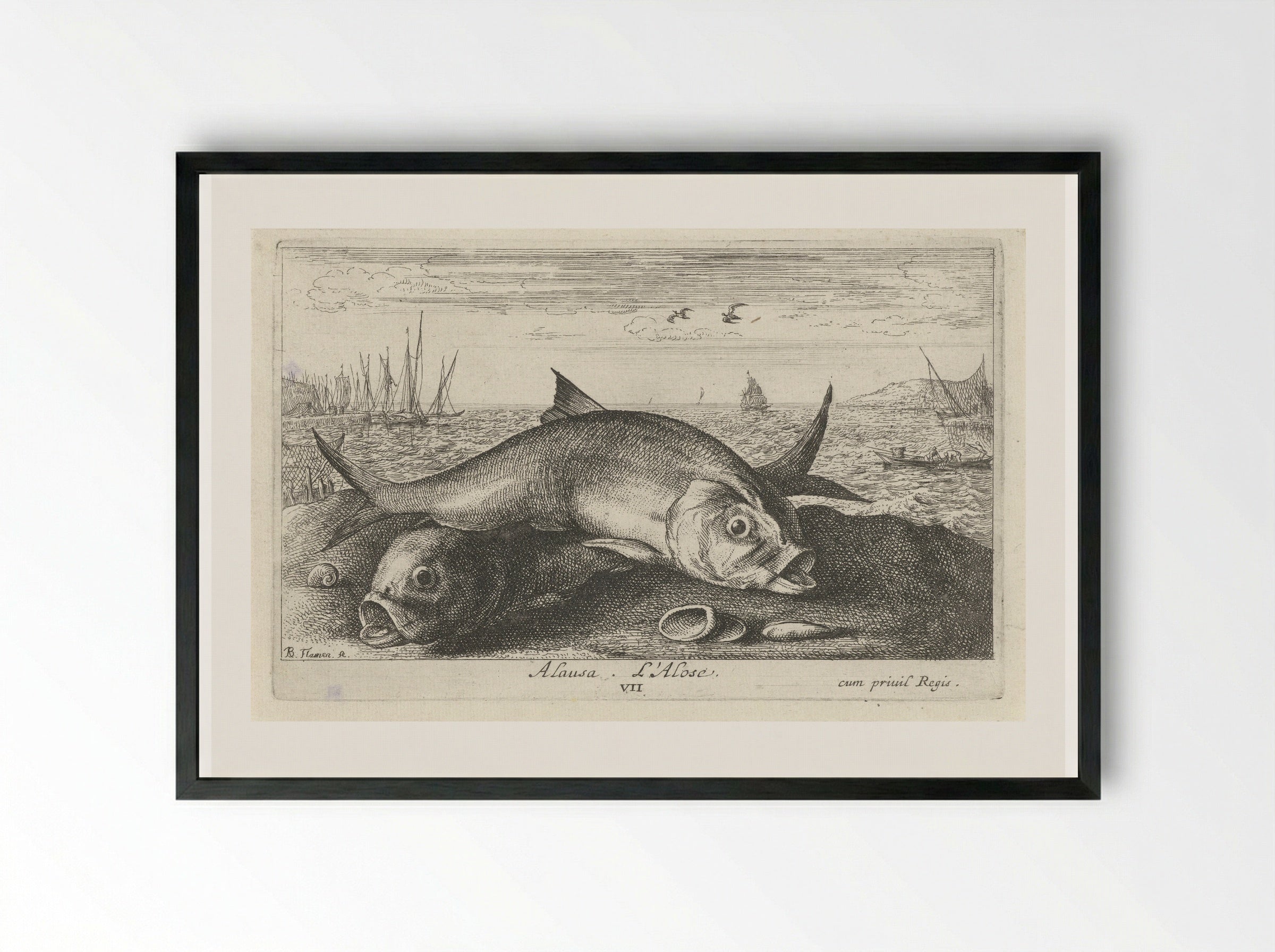 Alosa (Two Shad on the Shore) - Albert Flamen - Framed Print Black
