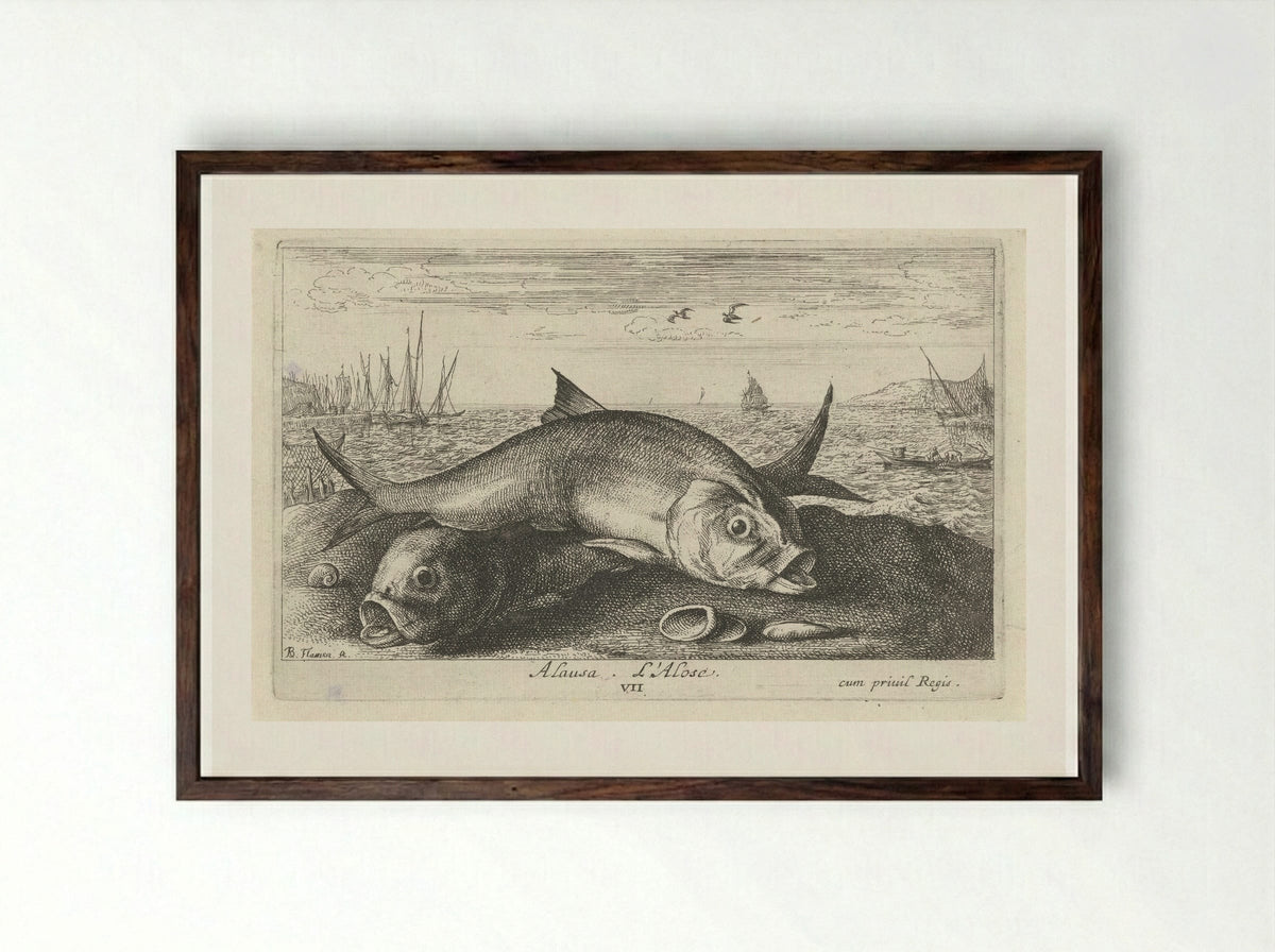 Alosa (Two Shad on the Shore) - Albert Flamen - Framed Print Dark Wood