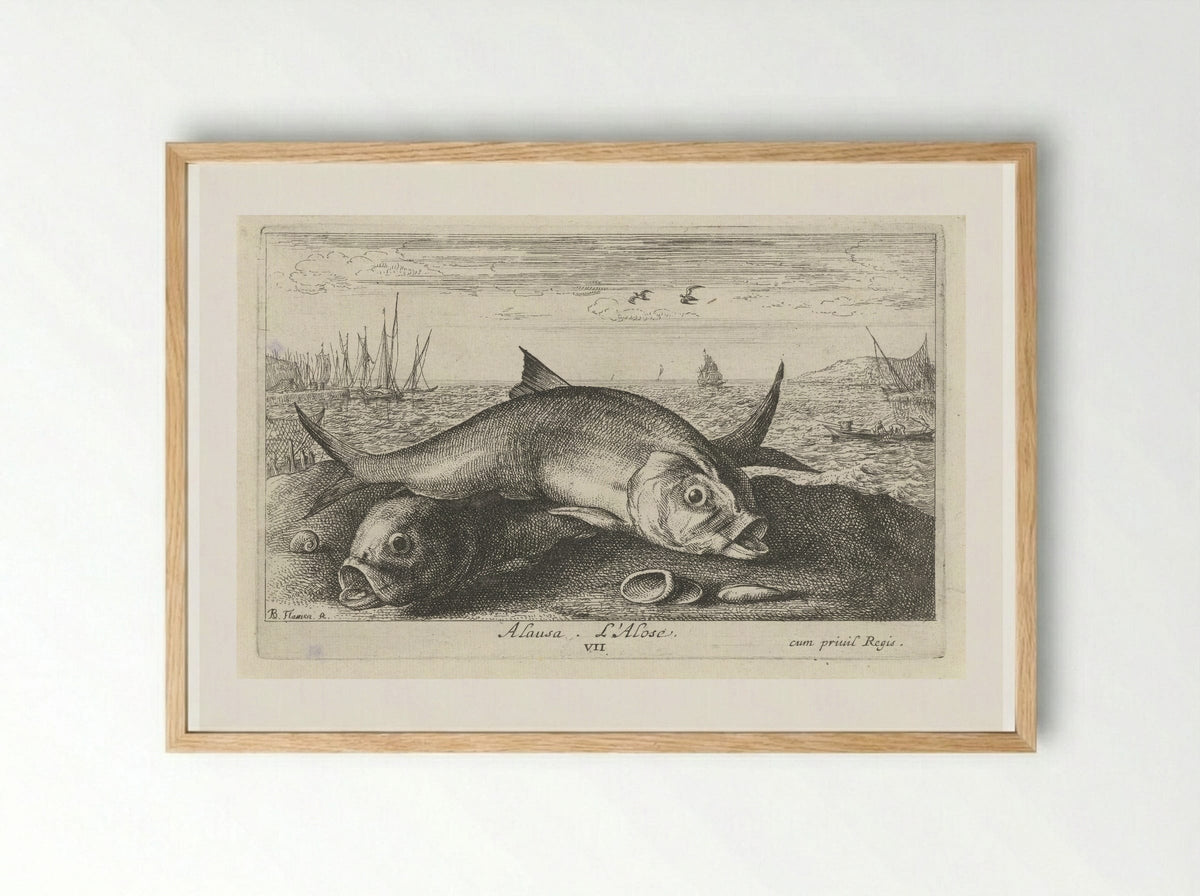 Alosa (Two Shad on the Shore) - Albert Flamen - Framed Print Wood