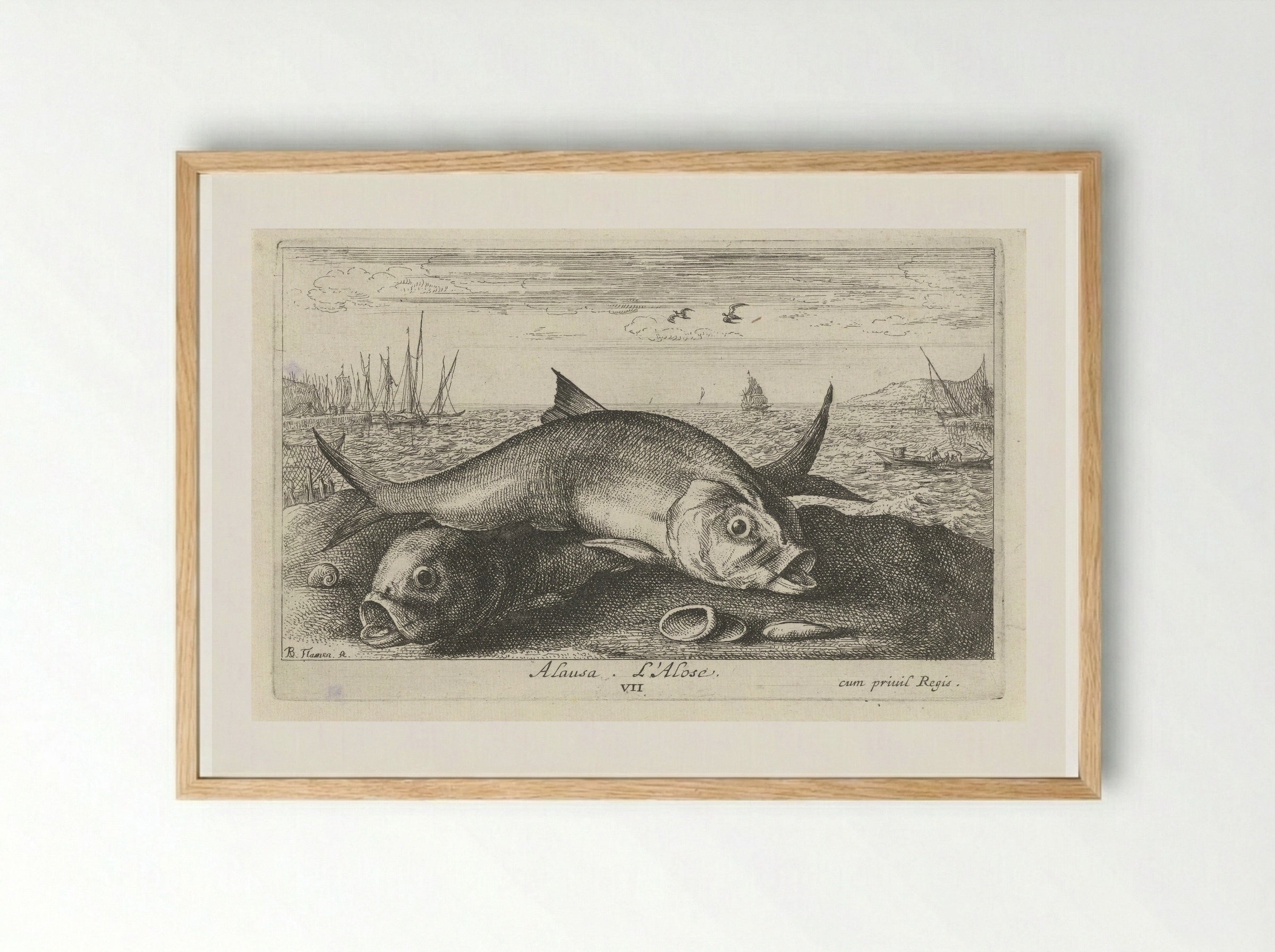 Alosa (Two Shad on the Shore) - Albert Flamen - Framed Print Wood