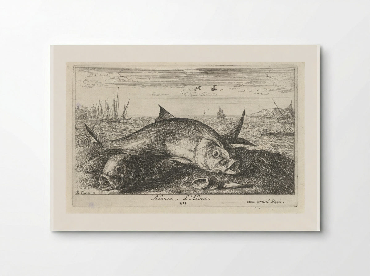 Alosa (Two Shad on the Shore) - Albert Flamen - Poster