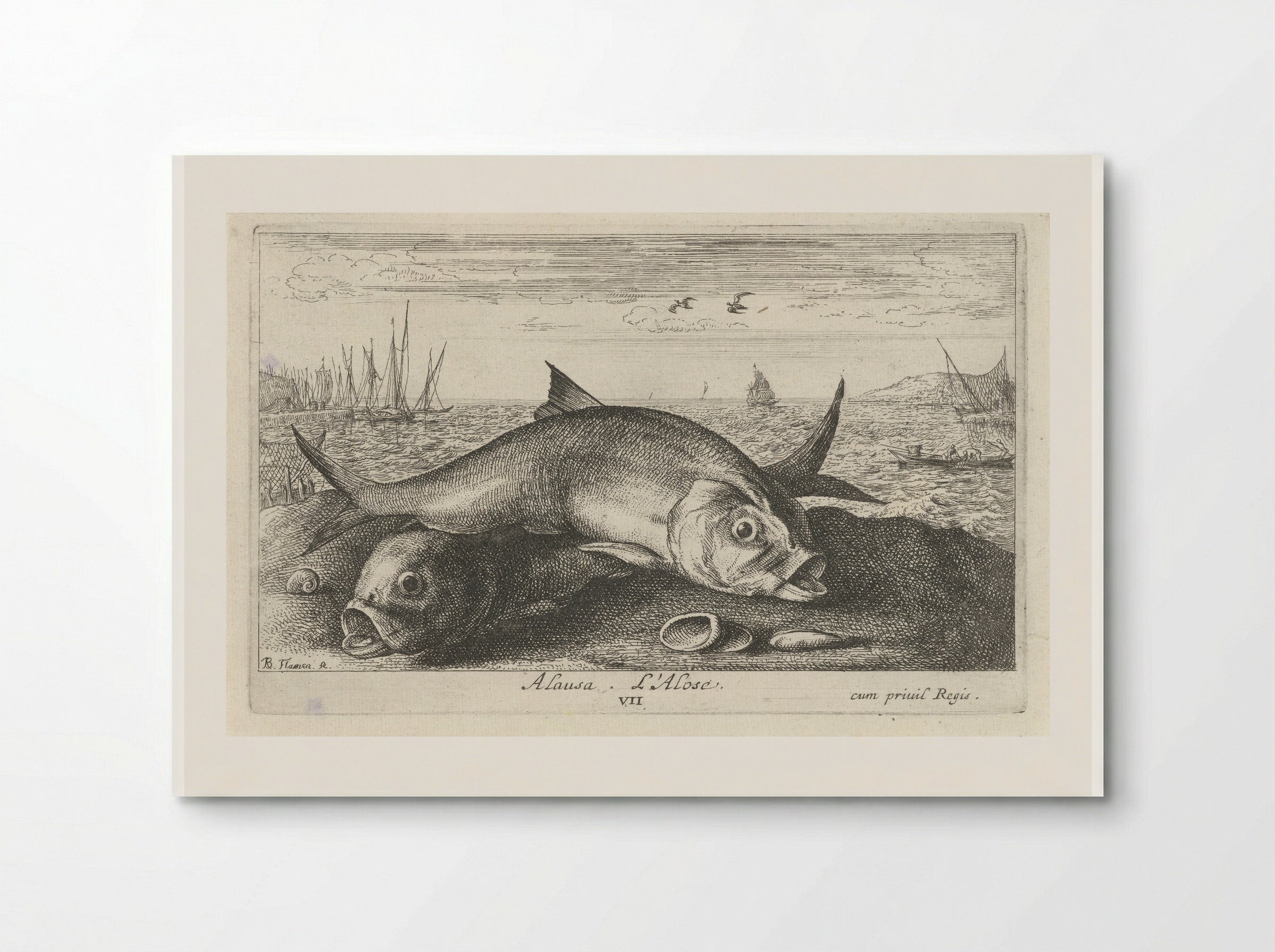 Alosa (Two Shad on the Shore) - Albert Flamen - Poster