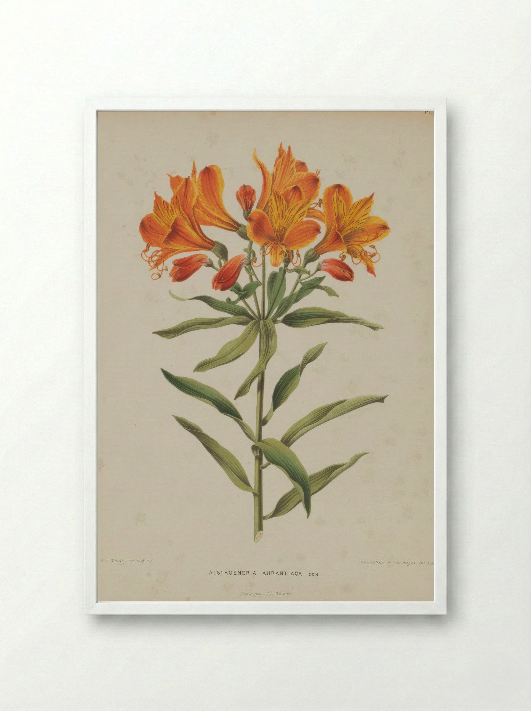Alstroemeria Aurea Graham - A. J. Wendel - Framed Print White