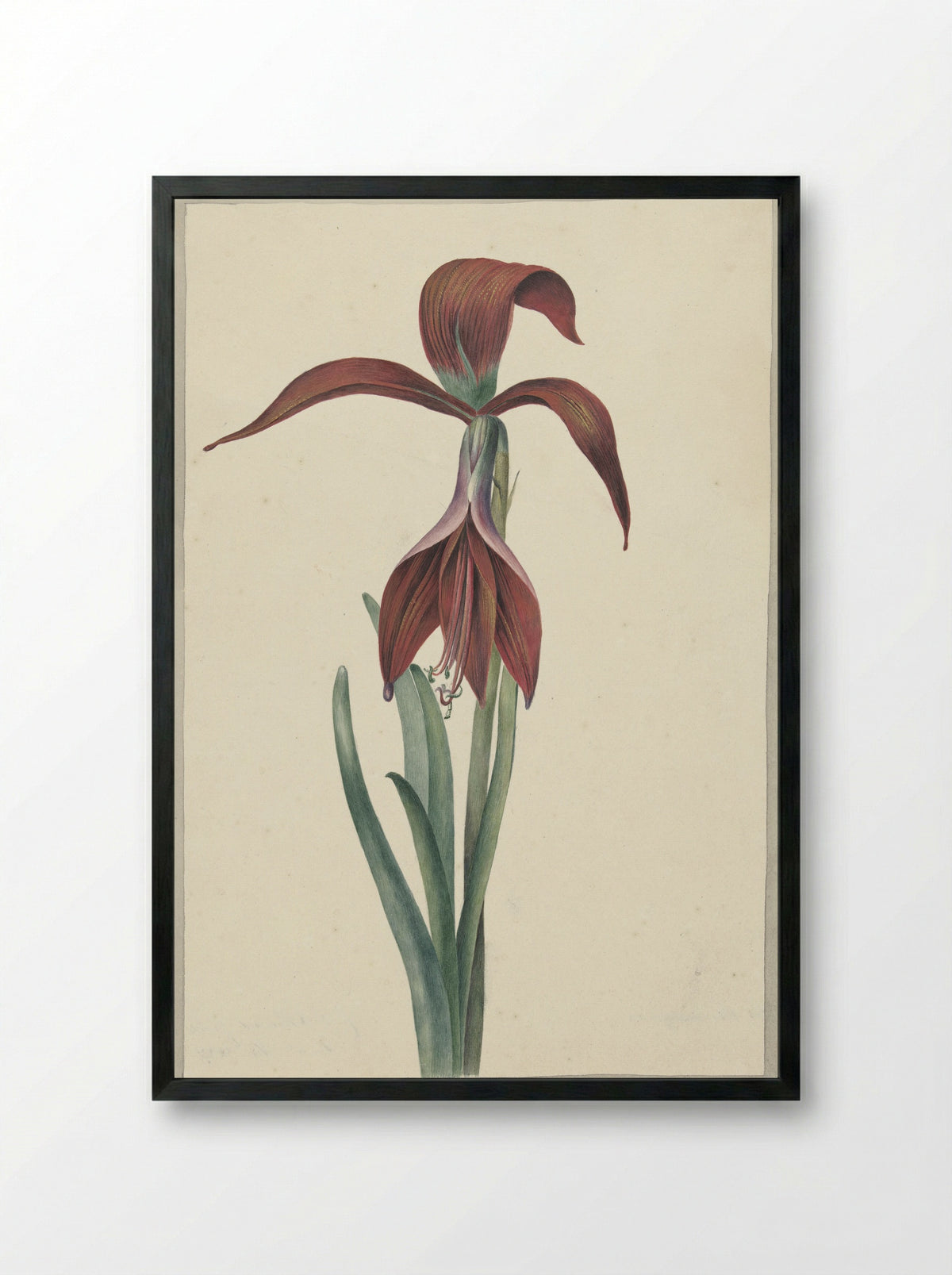 Amaryllis Formosissima - C.J. Kruimel - Framed Print Black