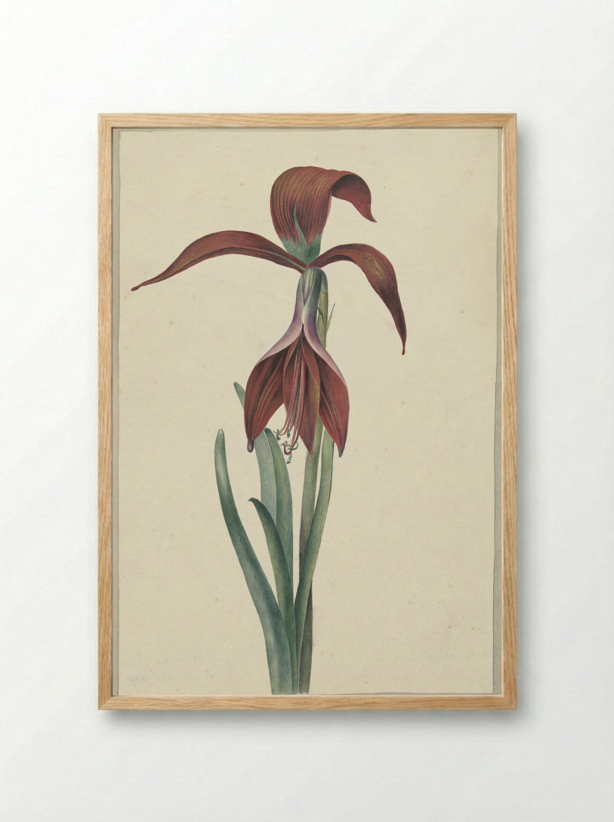 Amaryllis Formosissima - C.J. Kruimel - Framed Print Wood