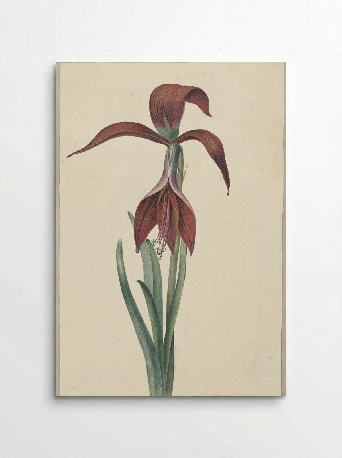 Amaryllis Formosissima - C.J. Kruimel - Poster