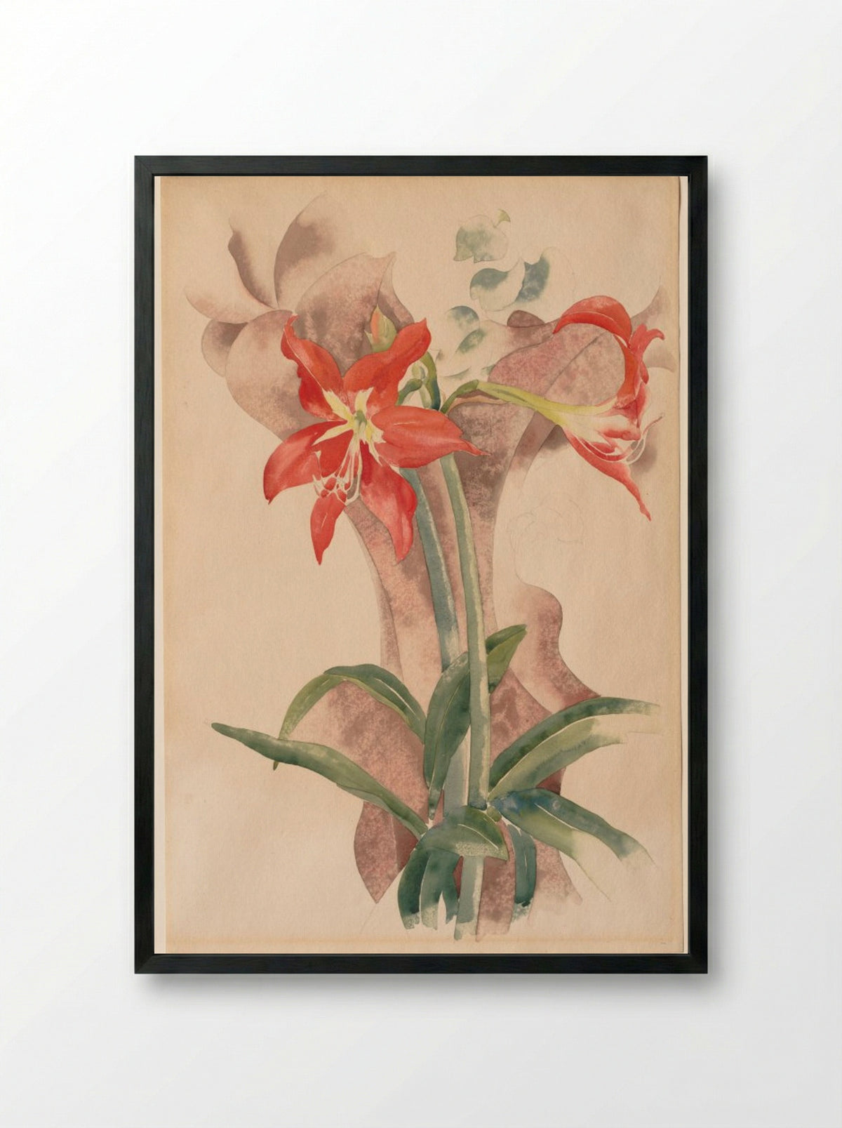 Amaryllis - Charles Demuth - Framed Print Black