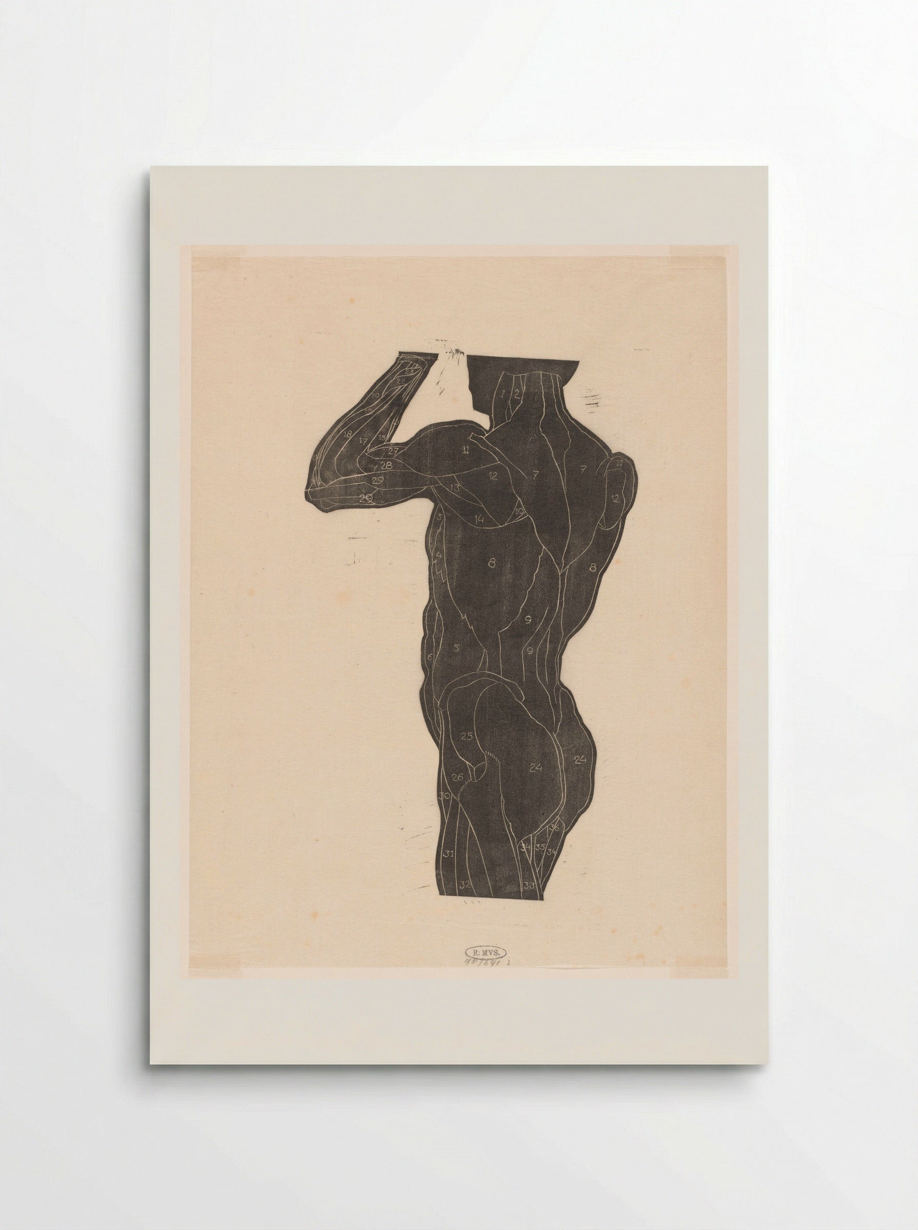 Anatomical Study of the Male Back - Reijer Stolk - Poster