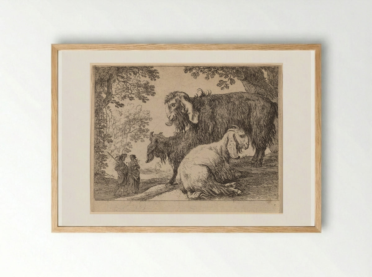 Angora Sheep - Herman van Swanevelt - Framed Print Wood