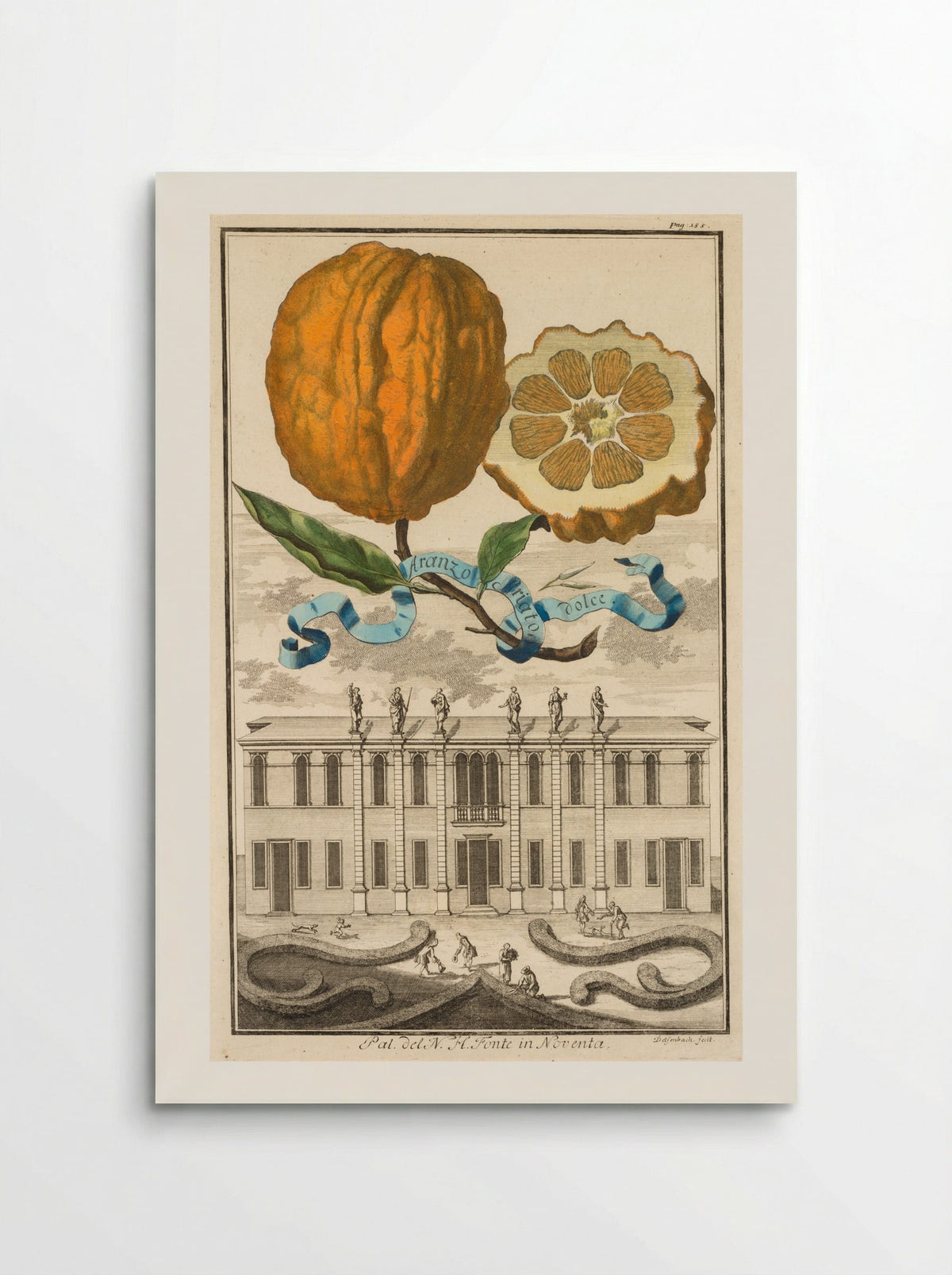 Aranzo Striato dolce - Joseph de Montalegre - Poster