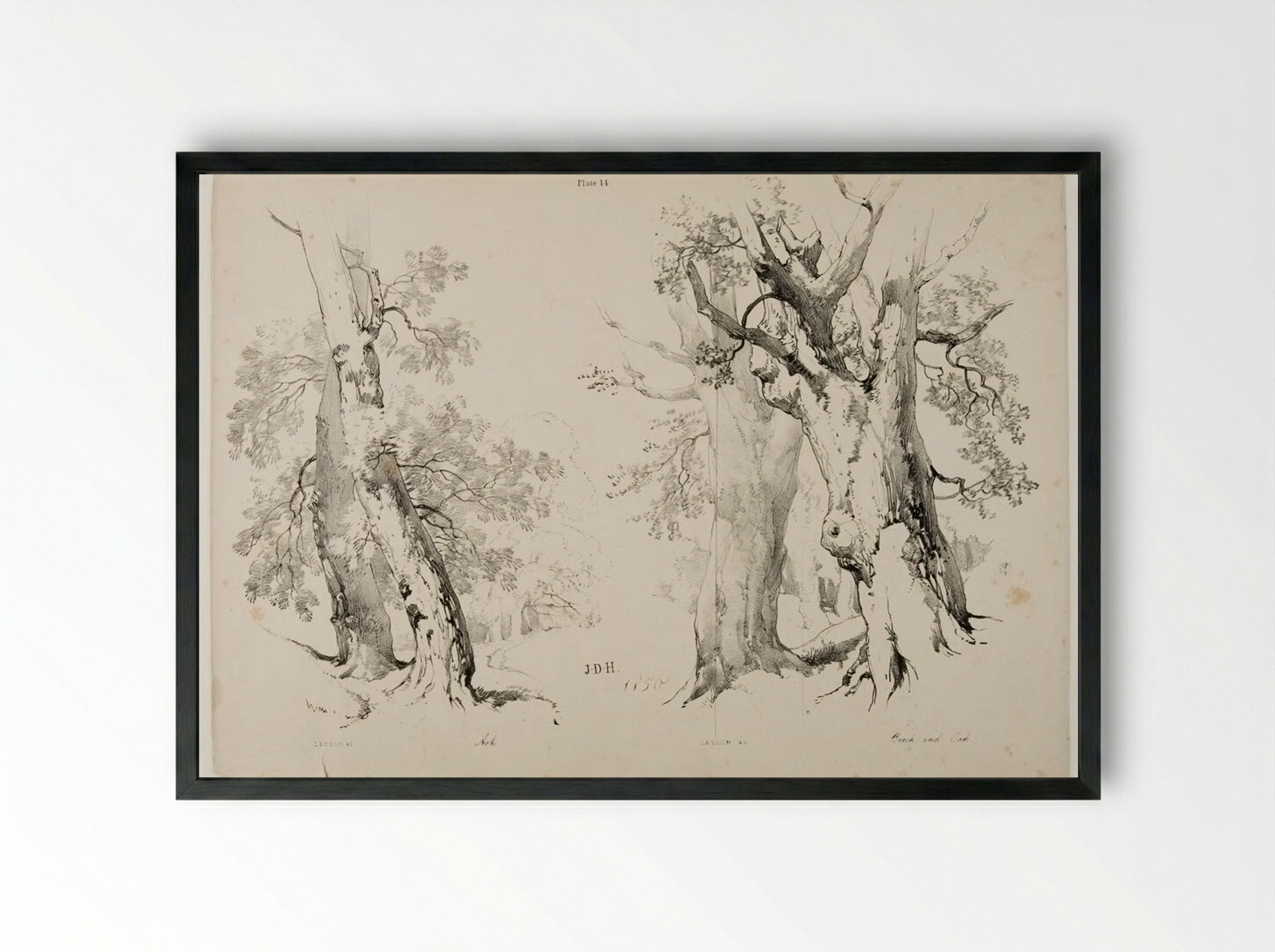 Ash, Beech and Oak - James Duffield Harding - Framed Print Black