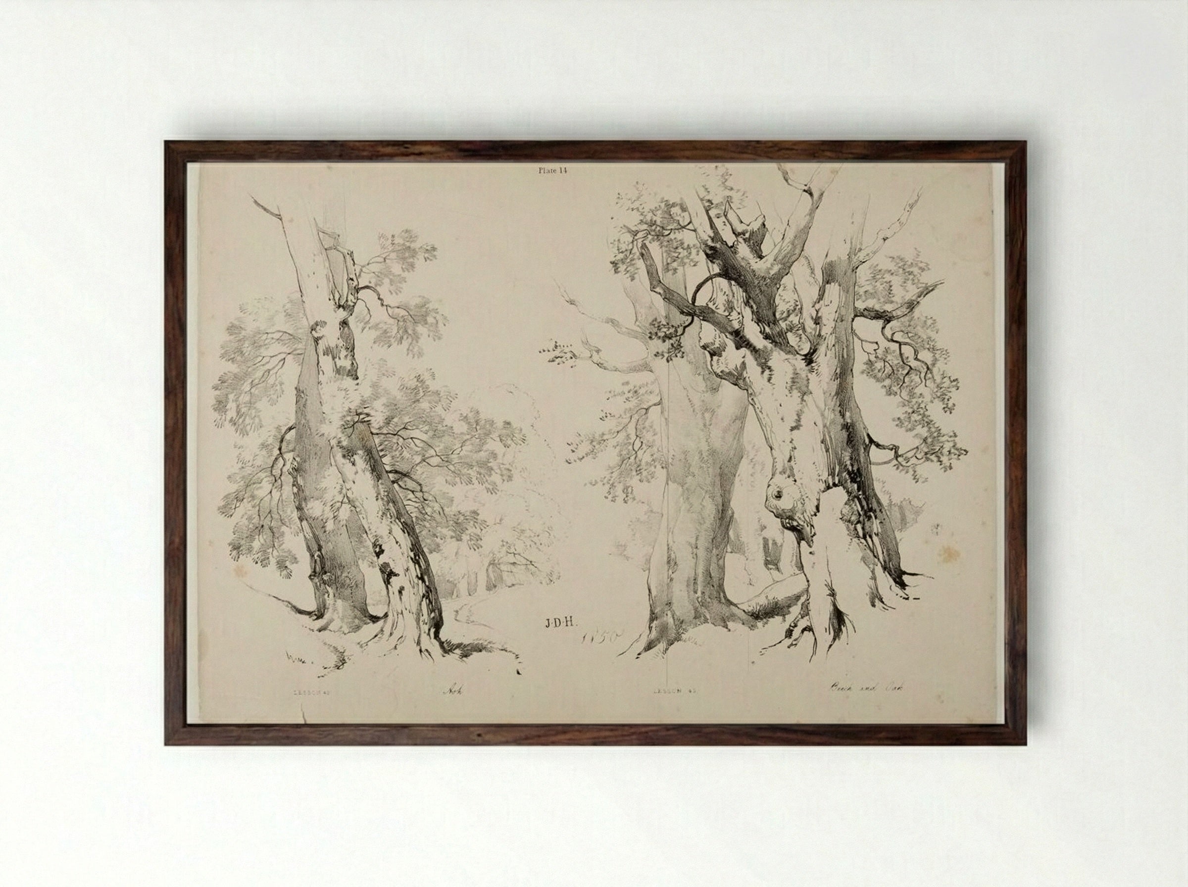 Ash, Beech and Oak - James Duffield Harding - Framed Print Dark Wood