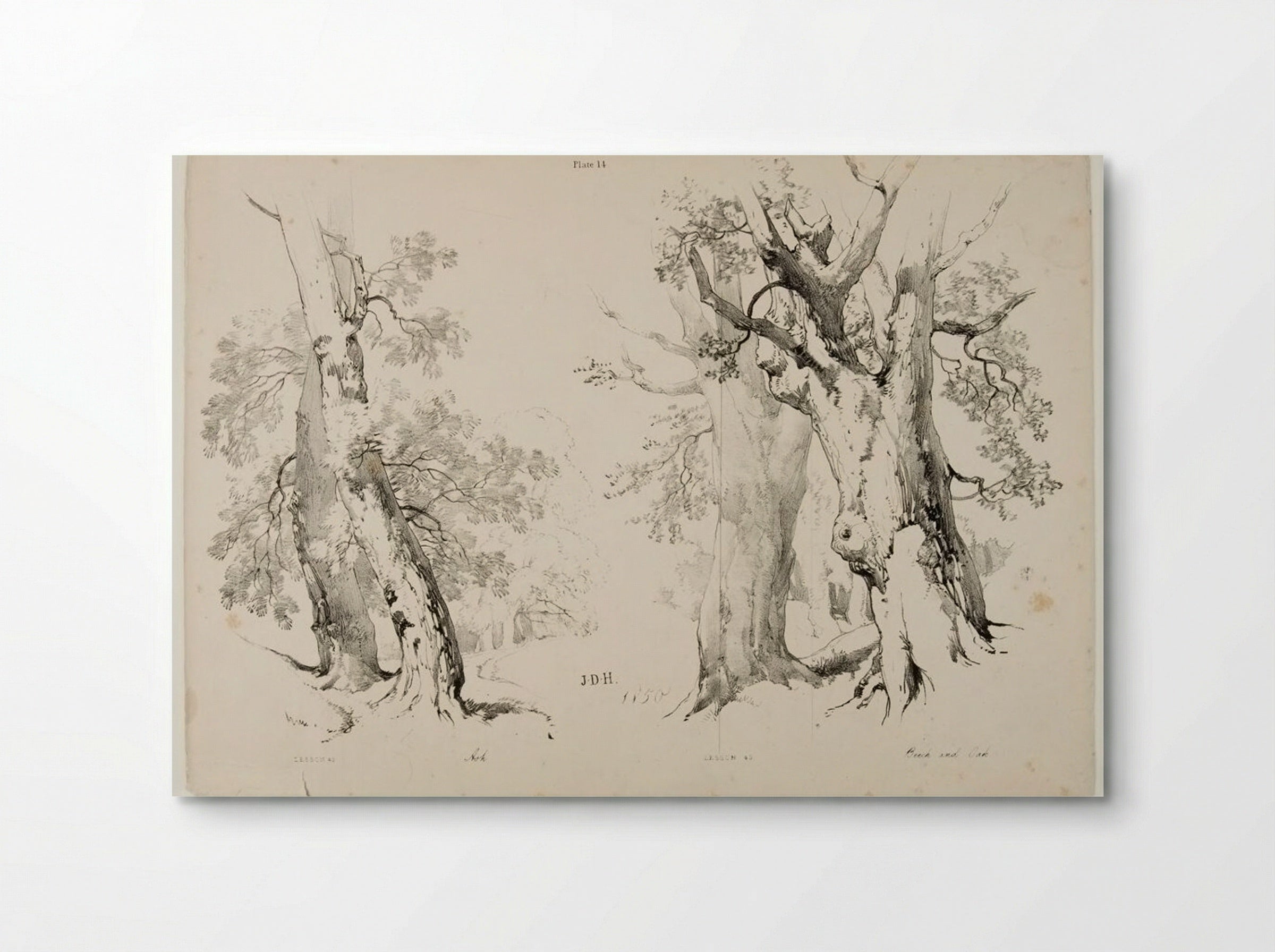 Ash, Beech and Oak - James Duffield Harding - Poster