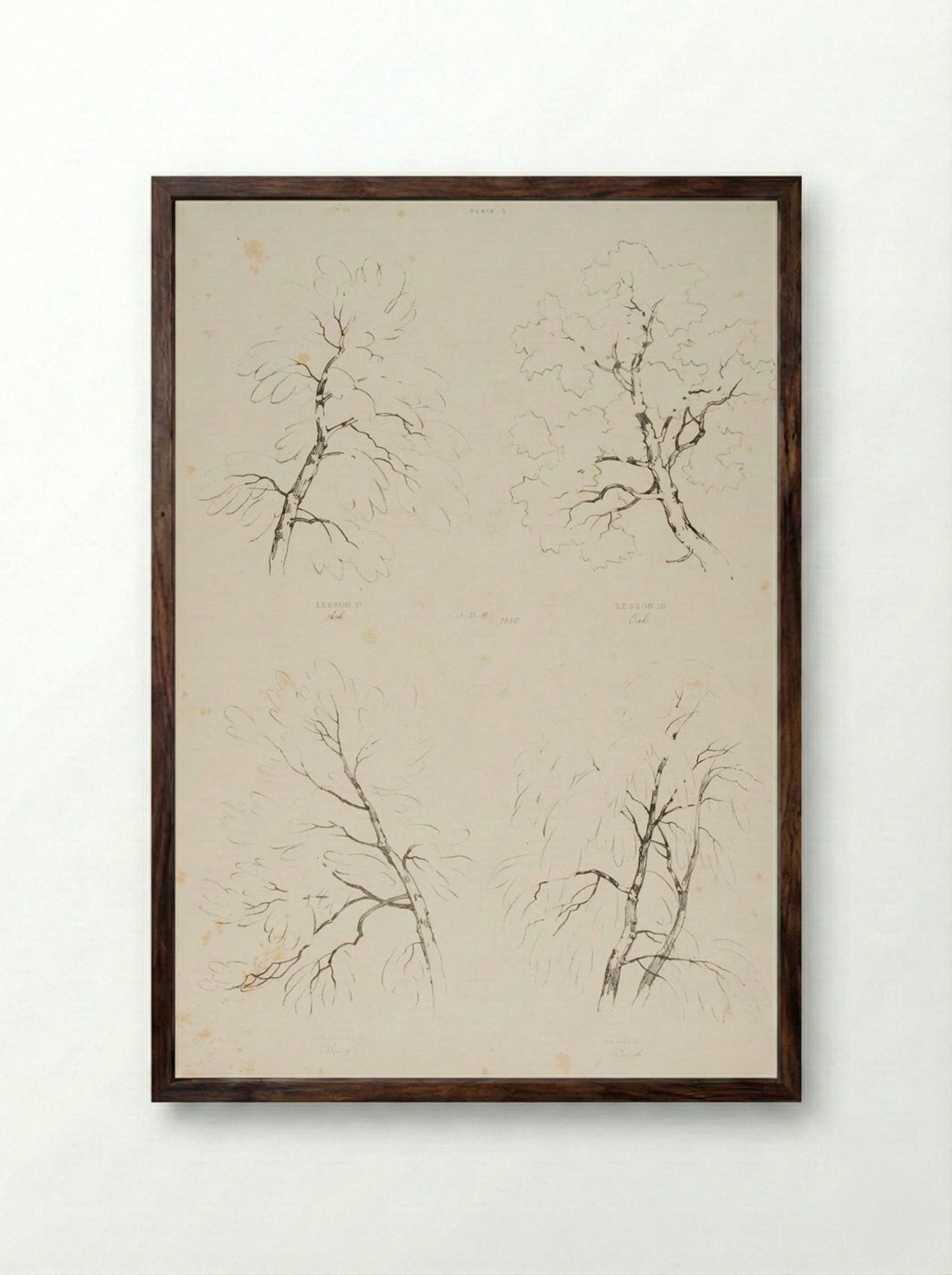 Ash, Oak, Beech and Birch - James Duffield Harding - Framed Print Dark Wood