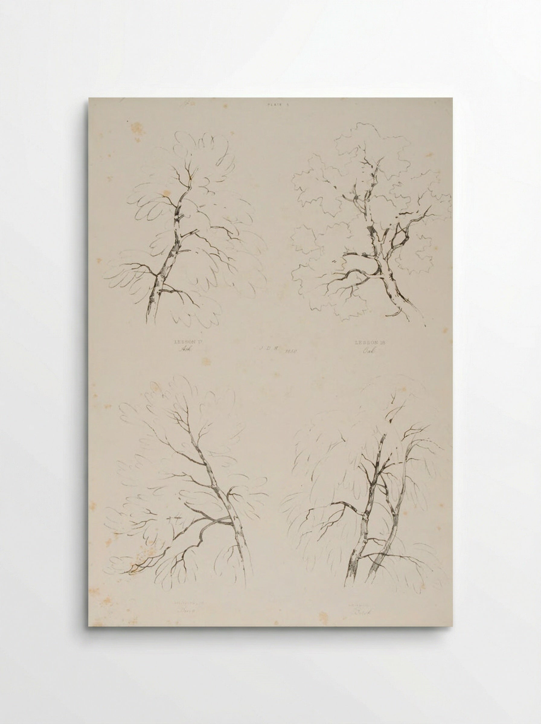 Ash, Oak, Beech and Birch - James Duffield Harding - Poster
