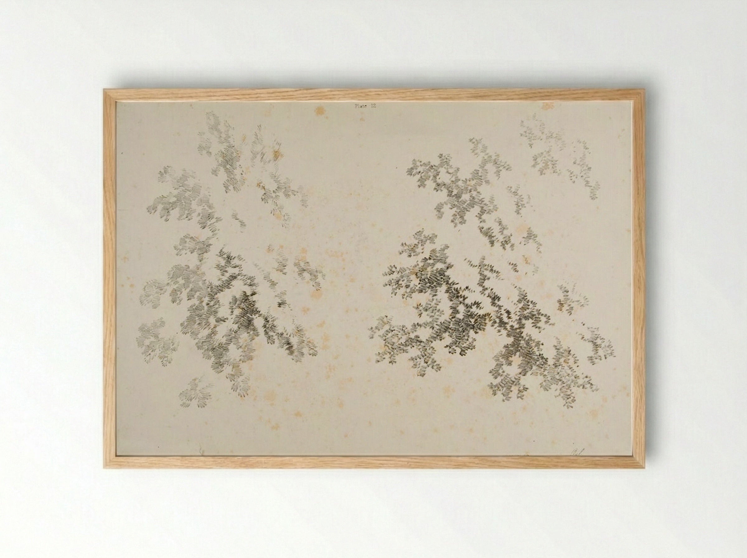 Ash and Oak - James Duffield Harding - Framed Print Wood