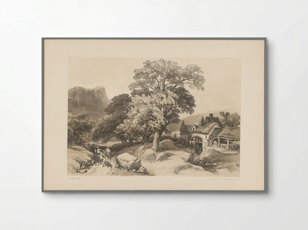Ash and Oak - Thomas McLean - Poster