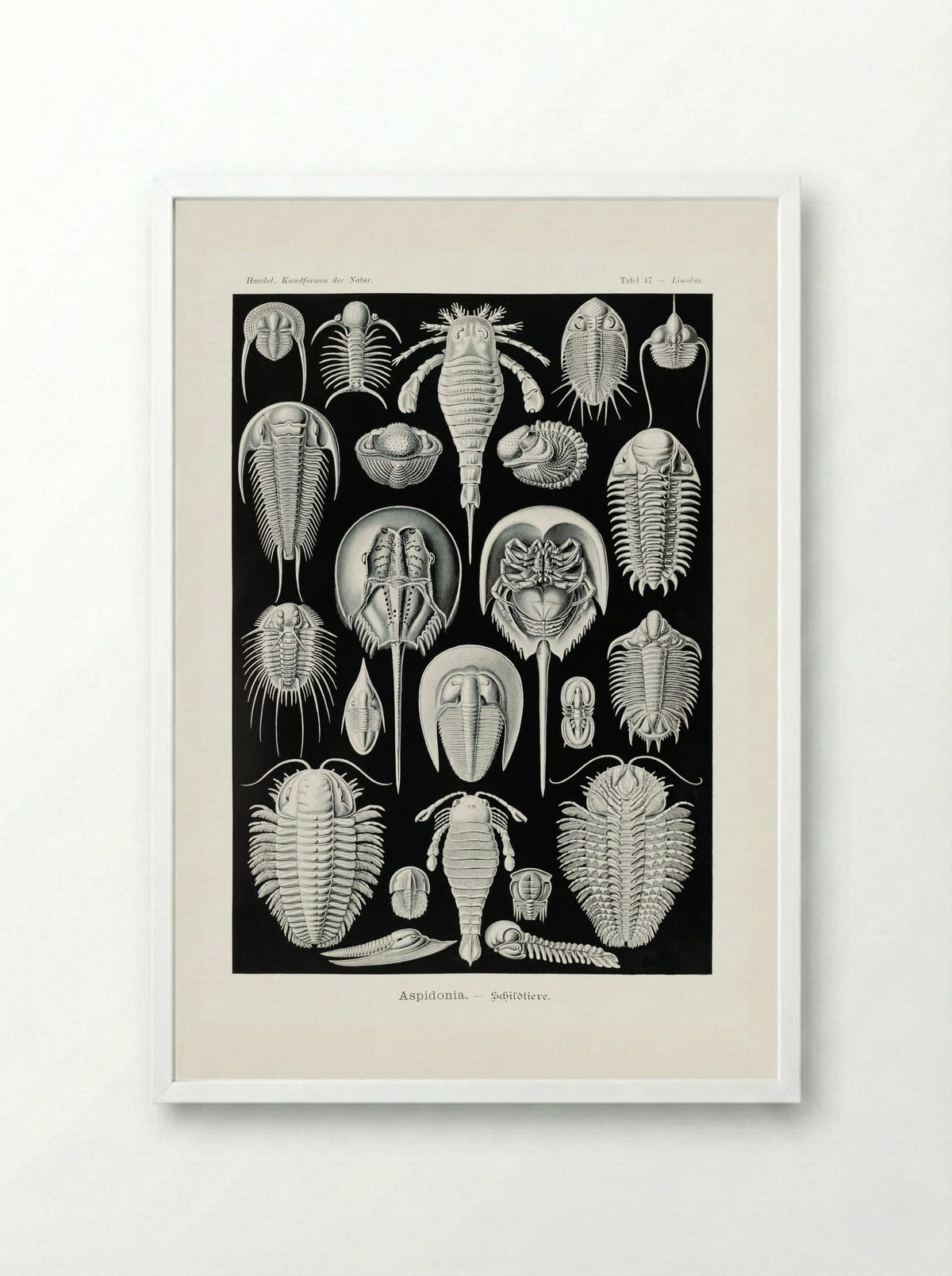 Aspidonia-Schildtiere (1904) - Ernst Haeckel - Framed Print White