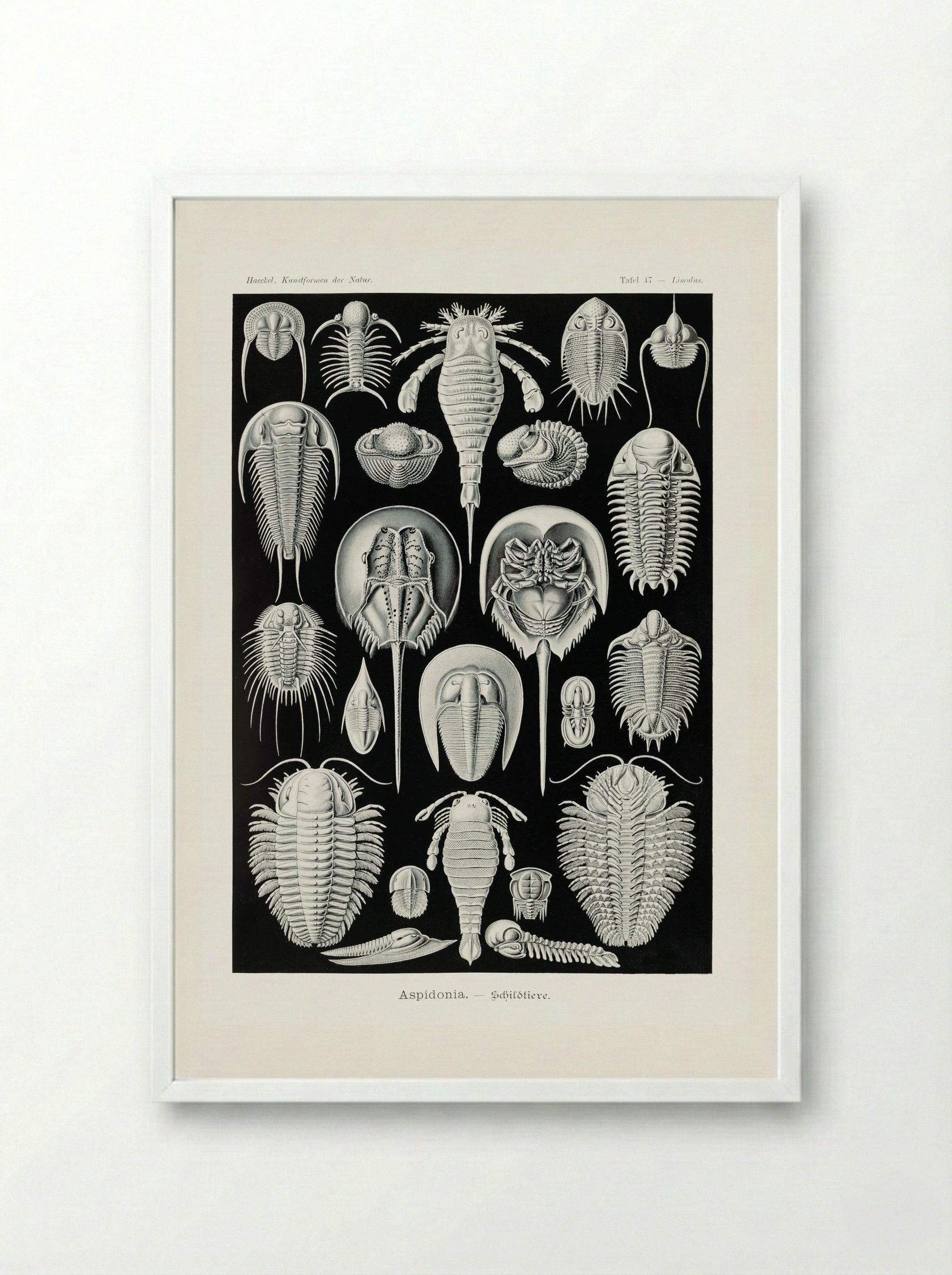 Aspidonia-Schildtiere (1904) - Ernst Haeckel - Framed Print White