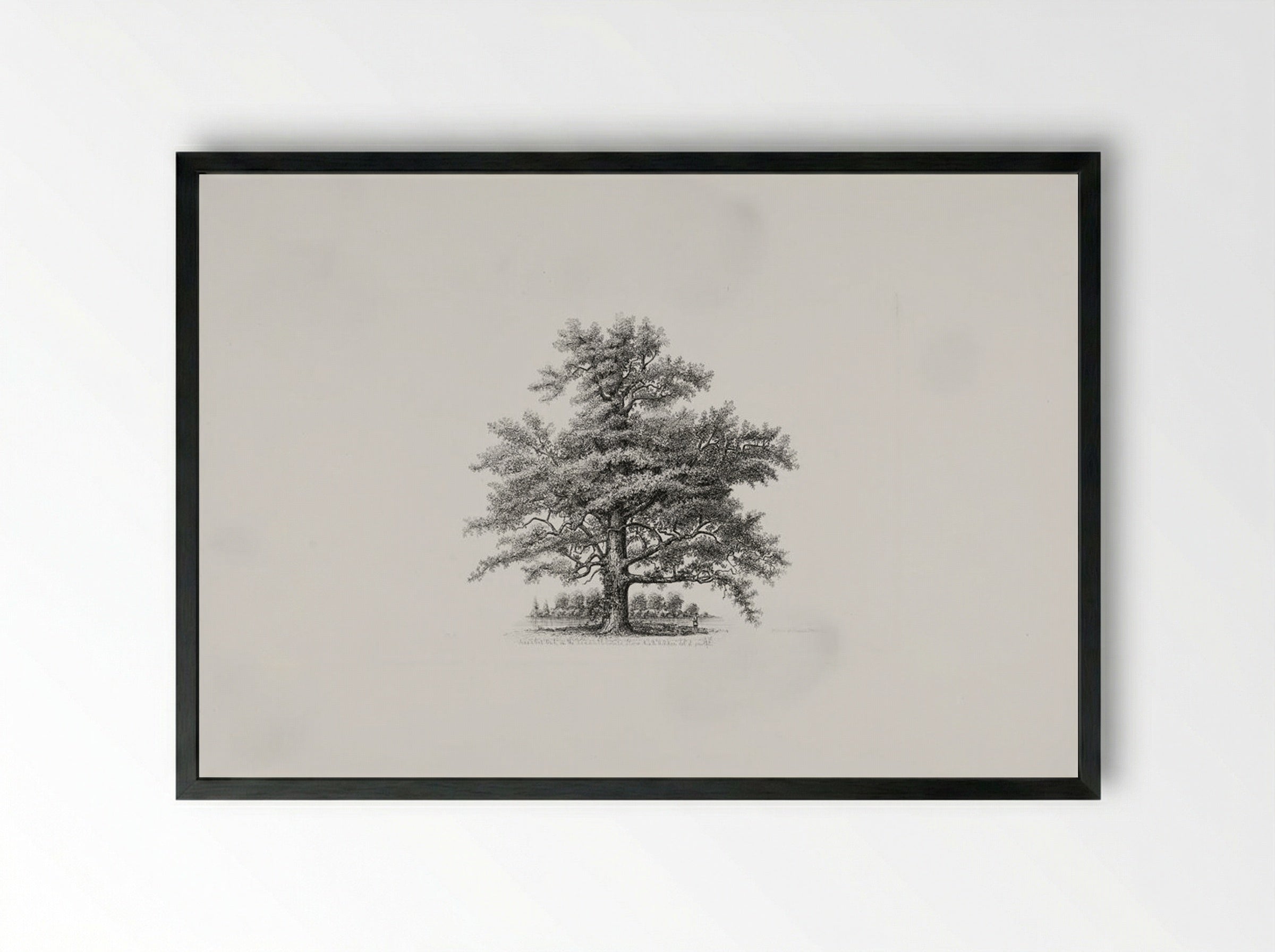 Assabet Oak on the Randall Estate, Stow, Ma. - Richard Upton Piper - Framed Print Black