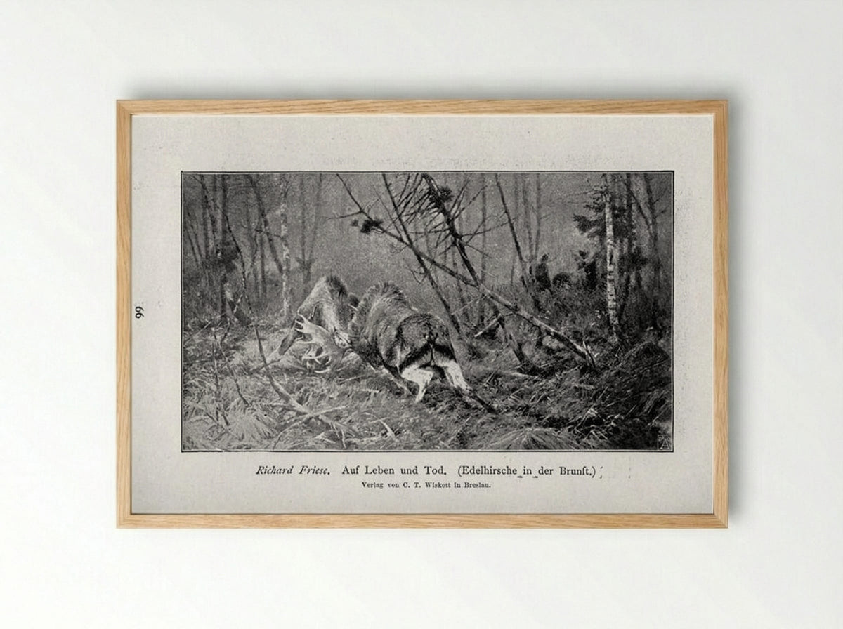 Auf Leben und Tod (Edelhirsche in der Brunft) - Richard Friese - Framed Print Wood