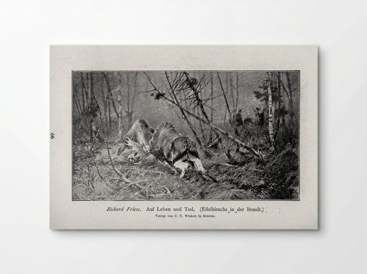 Auf Leben und Tod (Edelhirsche in der Brunft) - Richard Friese - Poster