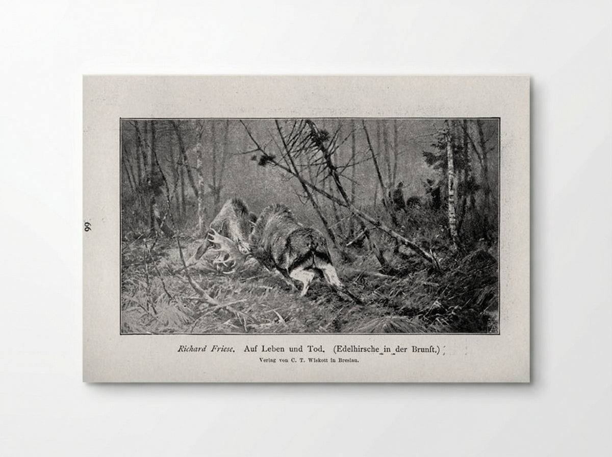 Auf Leben und Tod (Edelhirsche in der Brunft) - Richard Friese - Poster