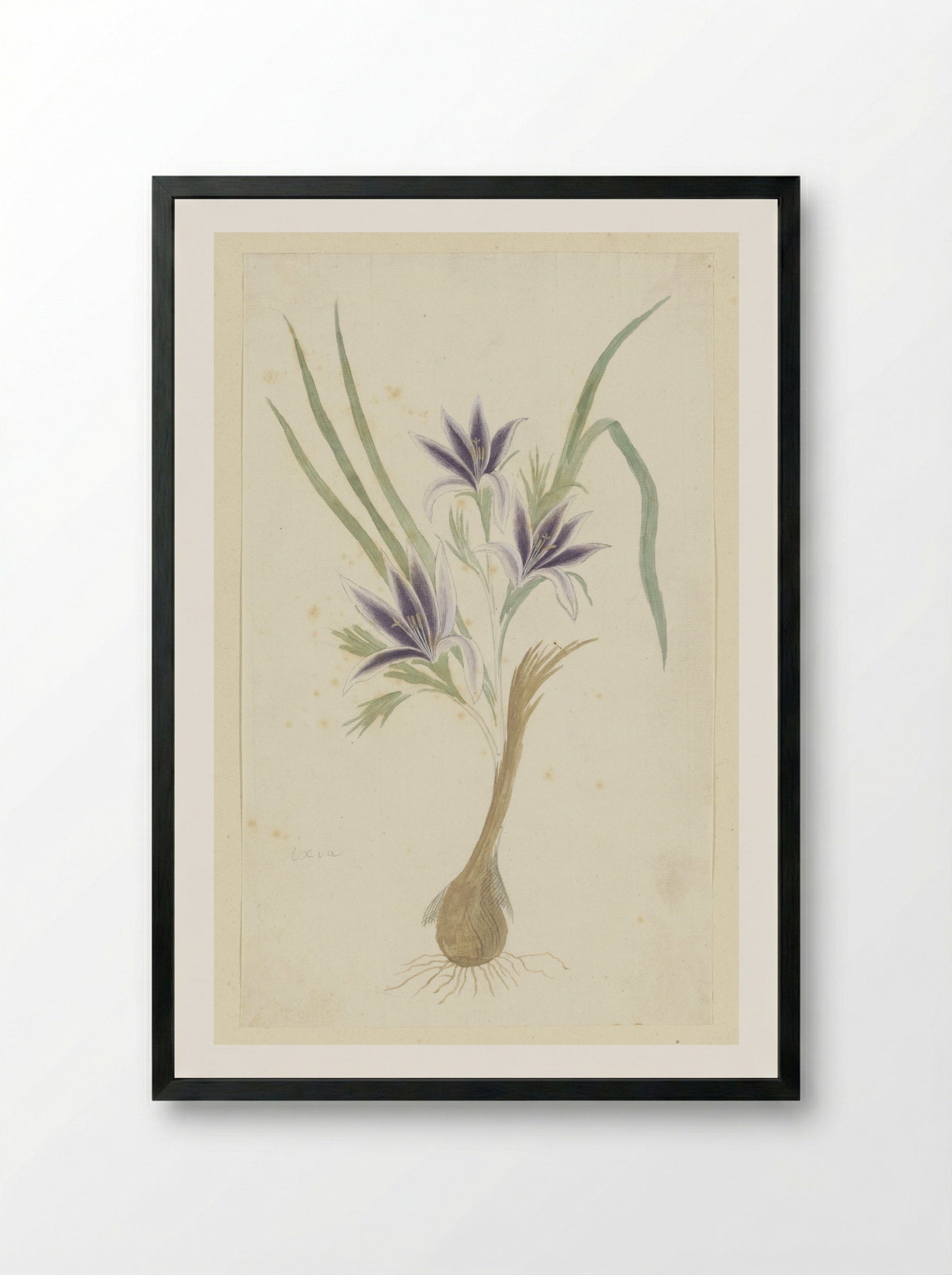 Babiana sambucina (Jacq.) Ker Gawl. - Robert Jacob Gordon - Framed Print Black