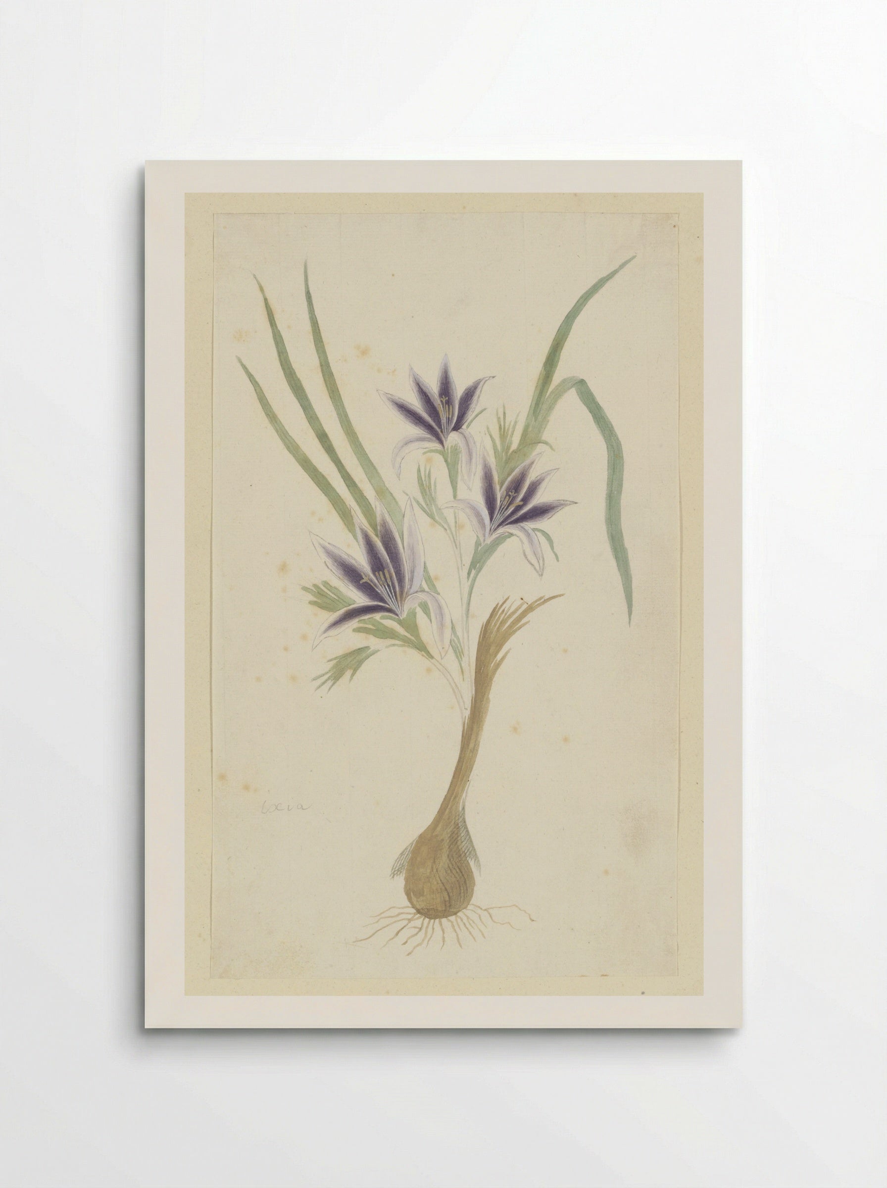 Babiana sambucina (Jacq.) Ker Gawl. - Robert Jacob Gordon - Poster