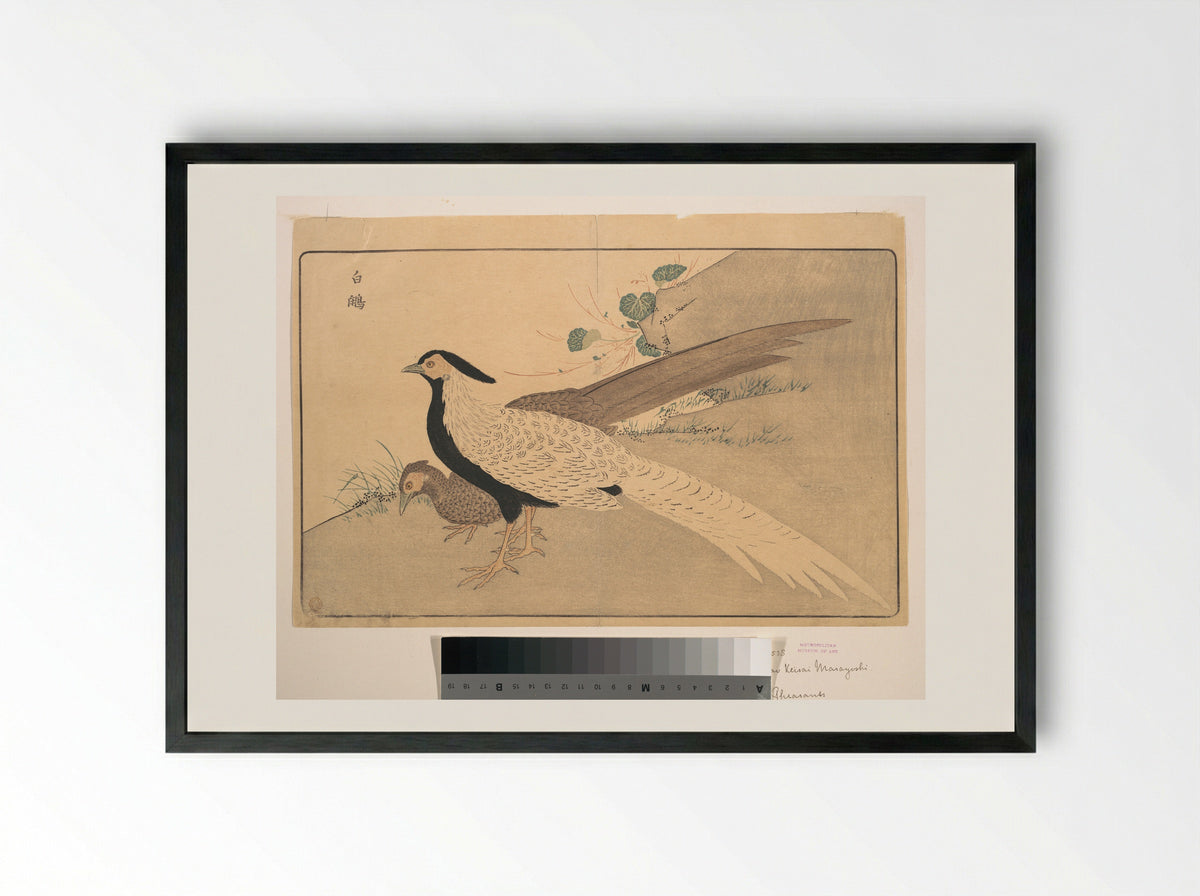 Bai xian (White Pheasant) - Kuwagata Keisai - Framed Print Black