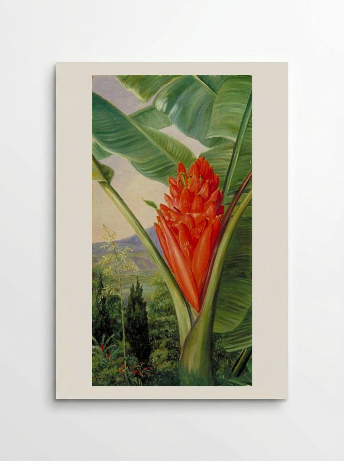 Banana, American Aloe and Cypress in a Garden, Java - Marianne North - Poster