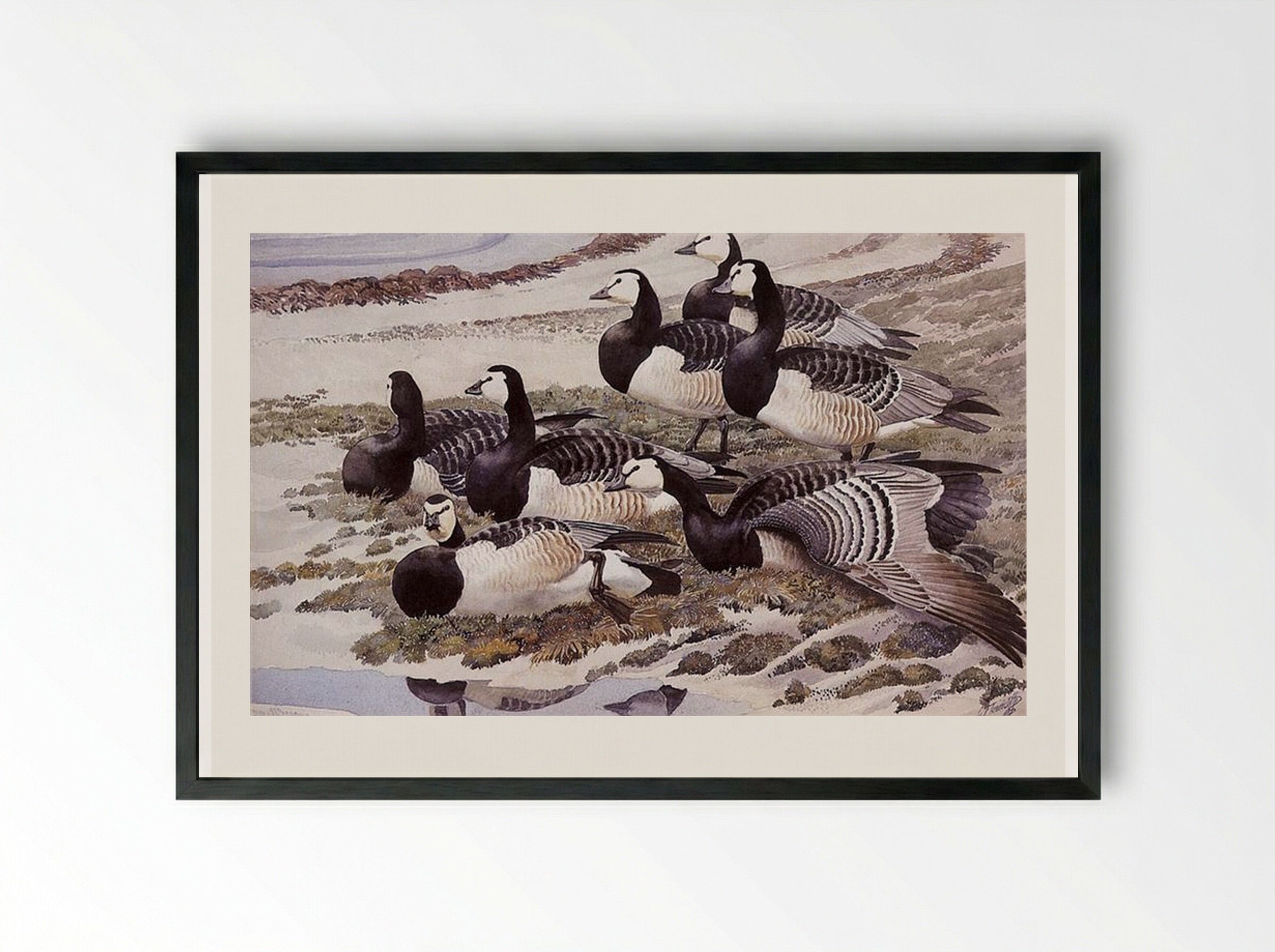 Barnacle Geese - Charles Tunnicliffe - Framed Print Black