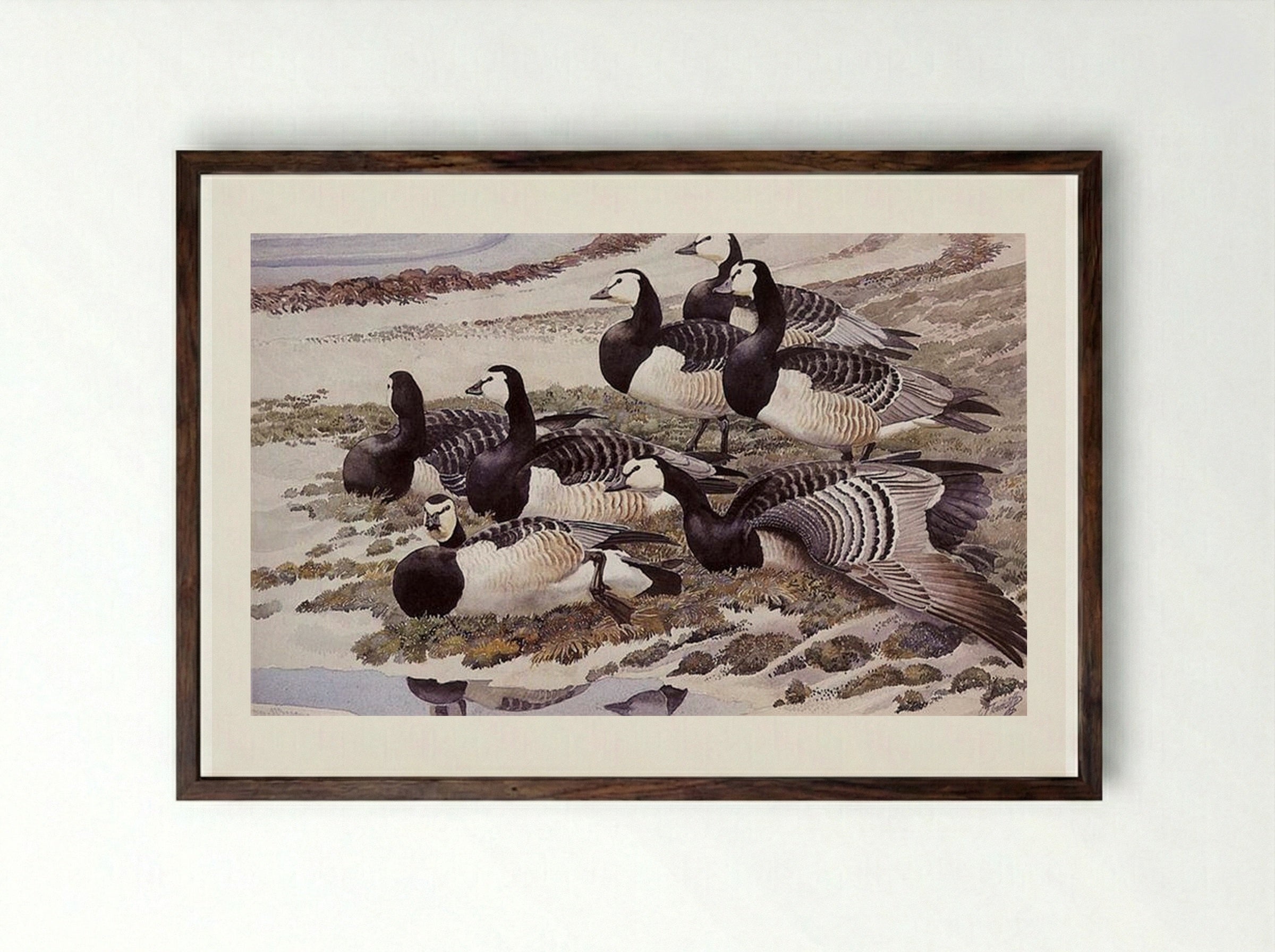 Barnacle Geese - Charles Tunnicliffe - Framed Print Dark Wood