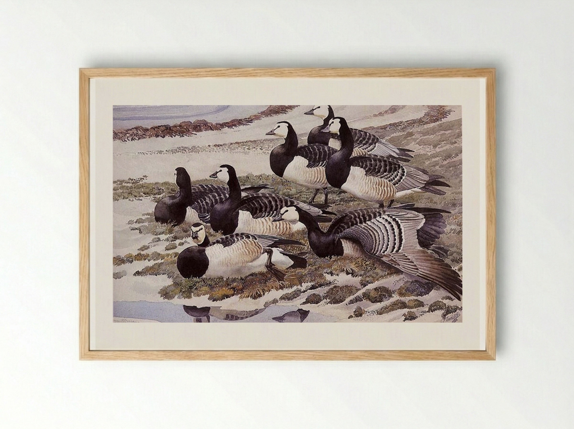 Barnacle Geese - Charles Tunnicliffe - Framed Print Wood